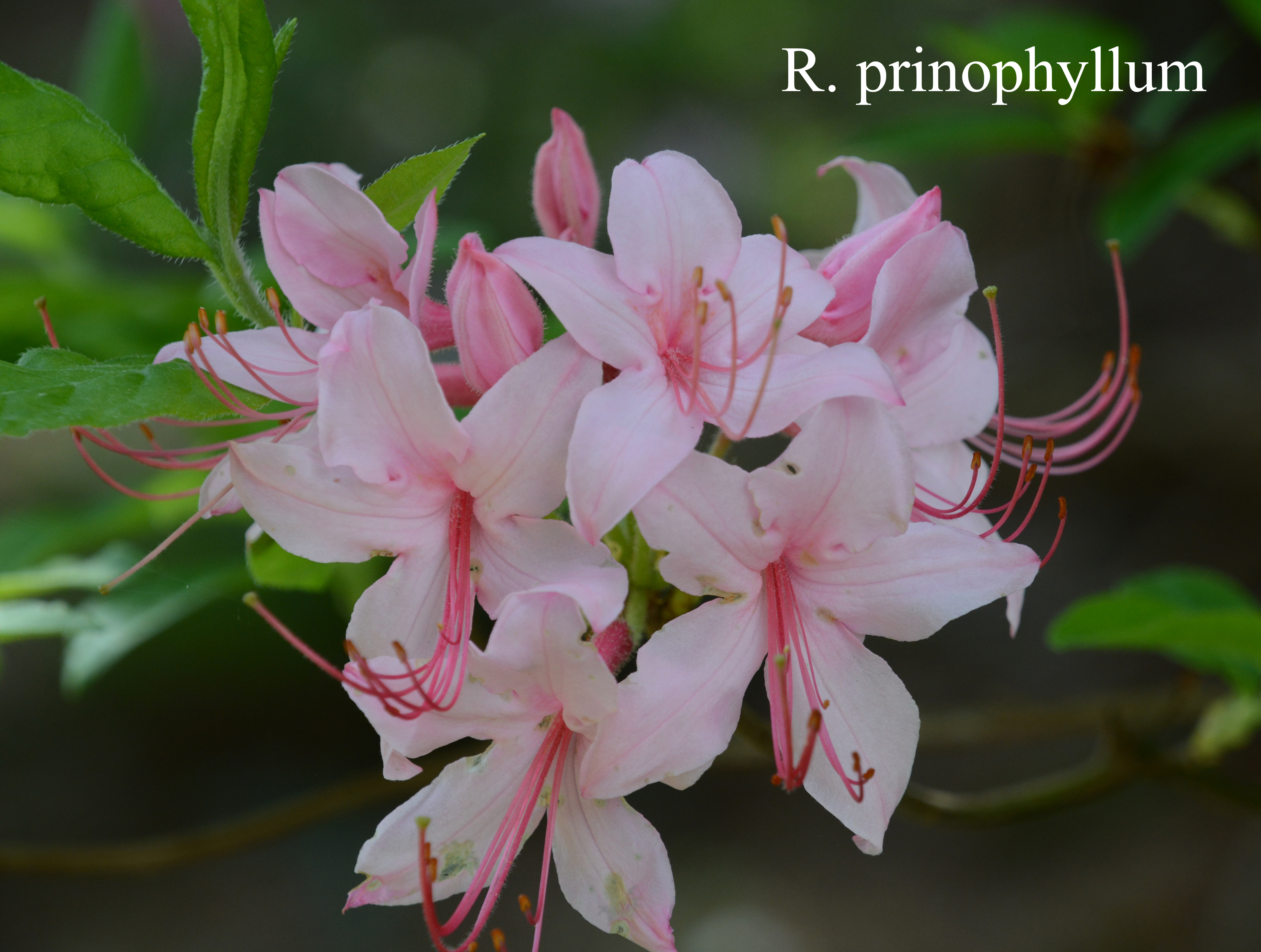 Rhododendron prinophyllum photo