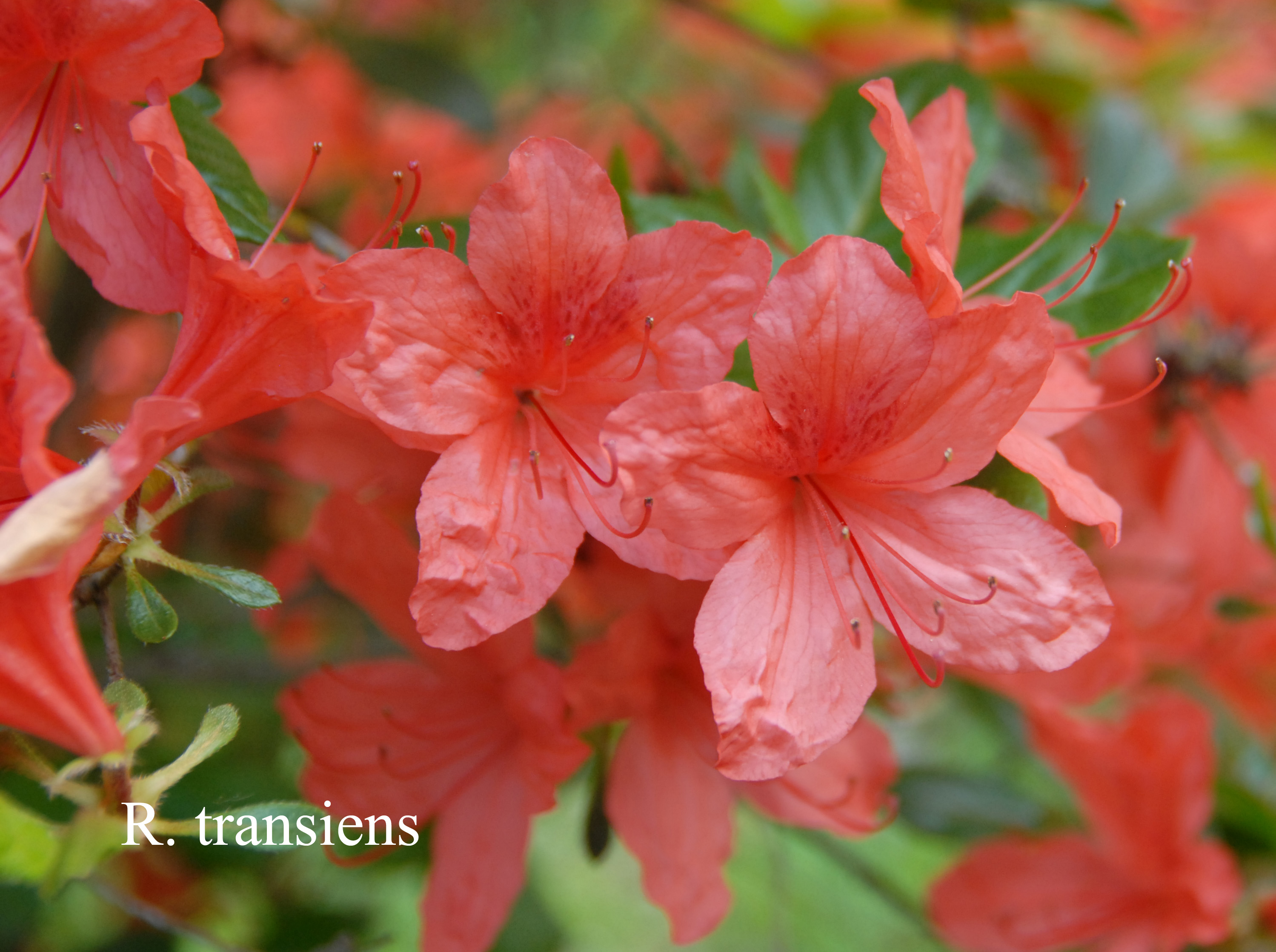 Rhododendron transiens photo