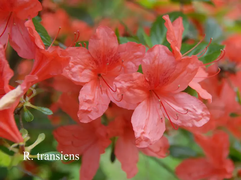Photo of R. transiens, Natural Hybrid