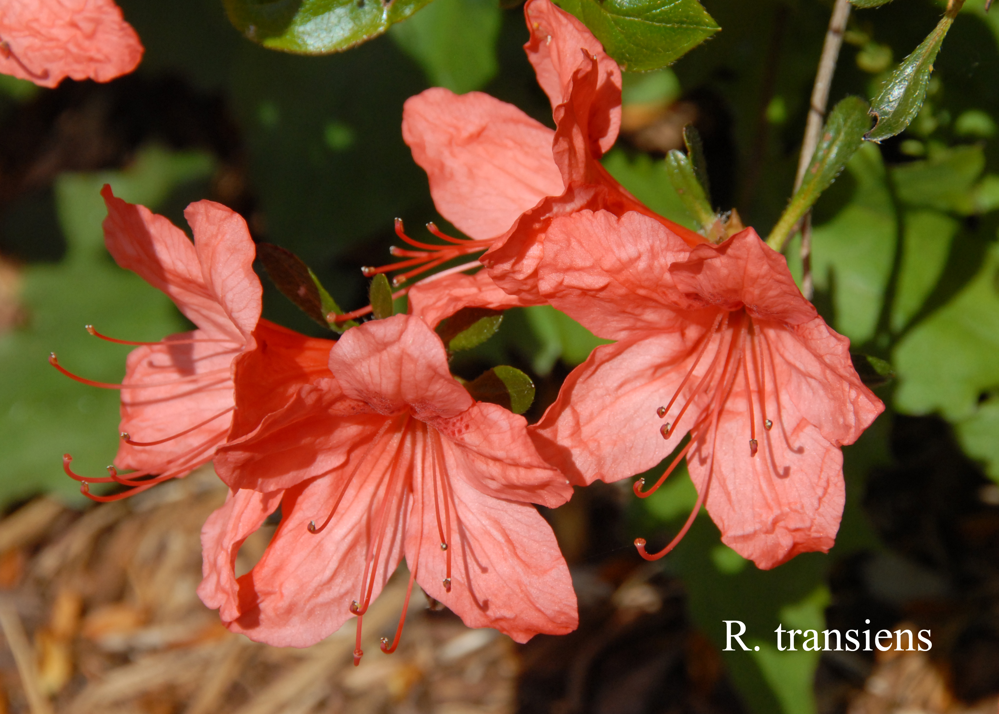Rhododendron transiens photo