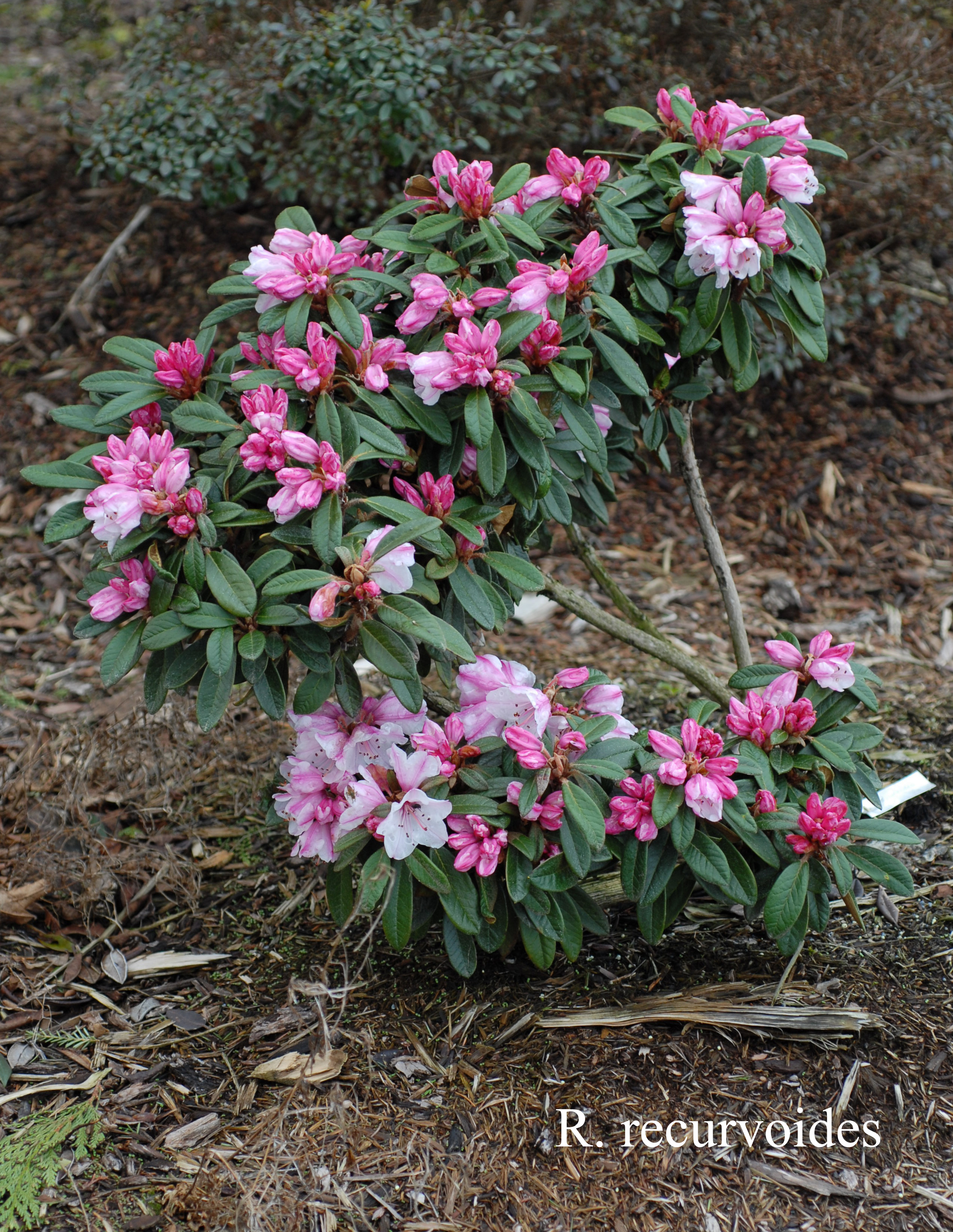 Rhododendron recurvoides photo