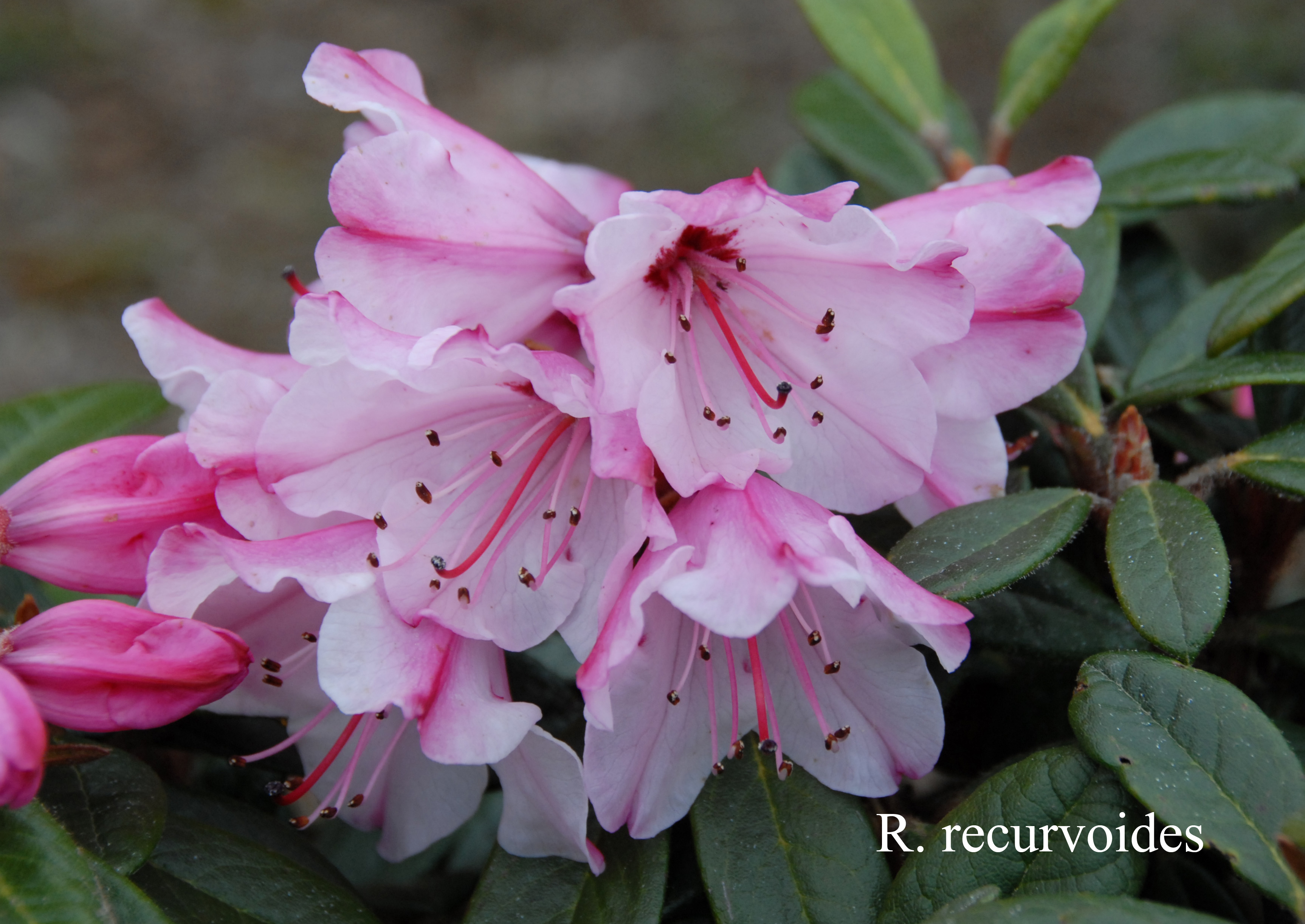 Rhododendron recurvoides photo