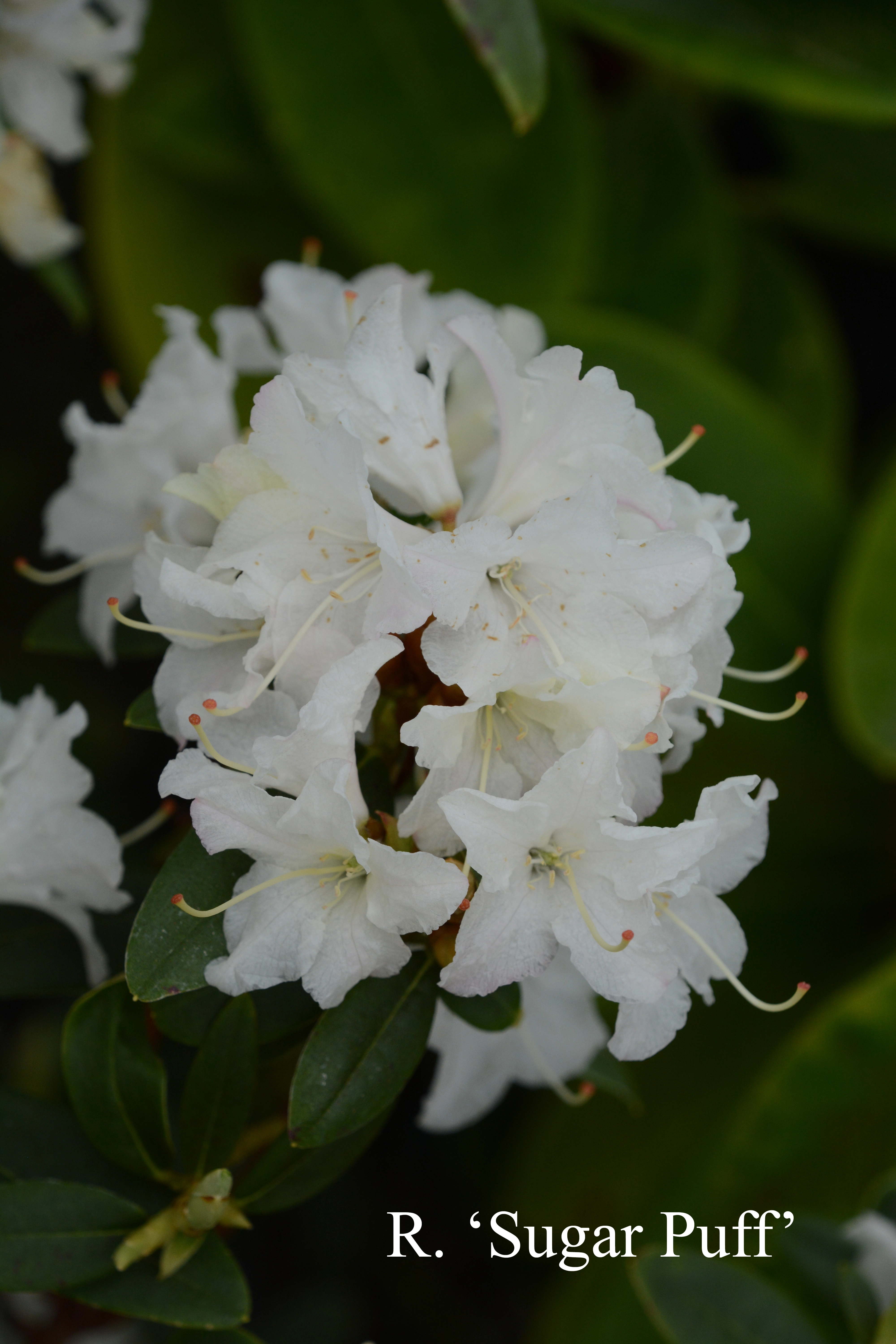 Rhododendron Sugar Puff photo