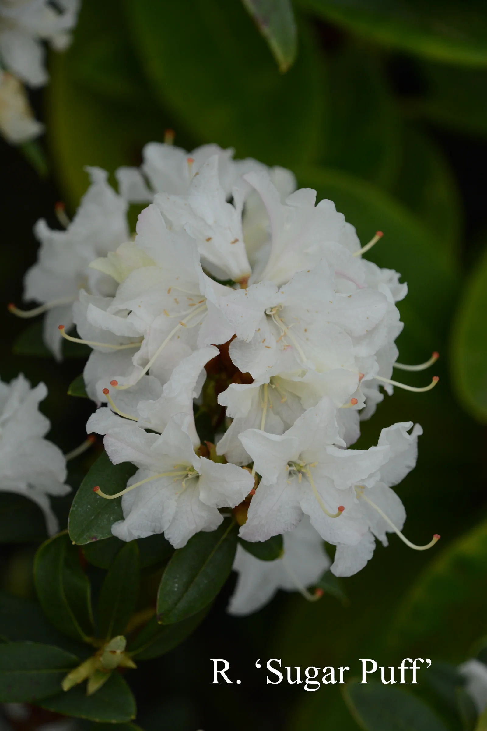 R. 'Sugar Puff' photo of R. 'Sugar Puff'. Location: Fearing's Farm Nursery, Abbotsford, BC, Canada. Photo by: Harold Fearing
