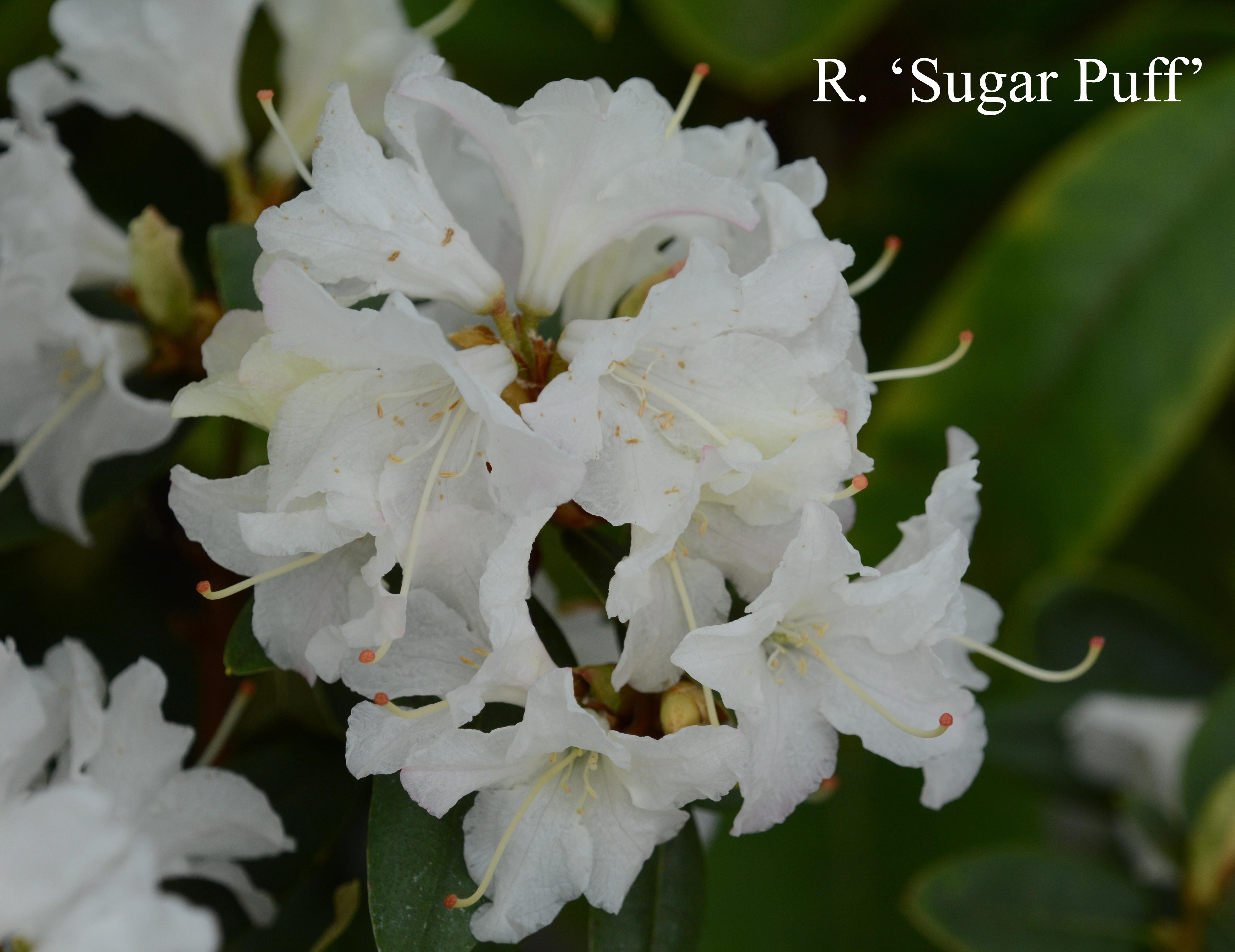 Rhododendron Sugar Puff photo