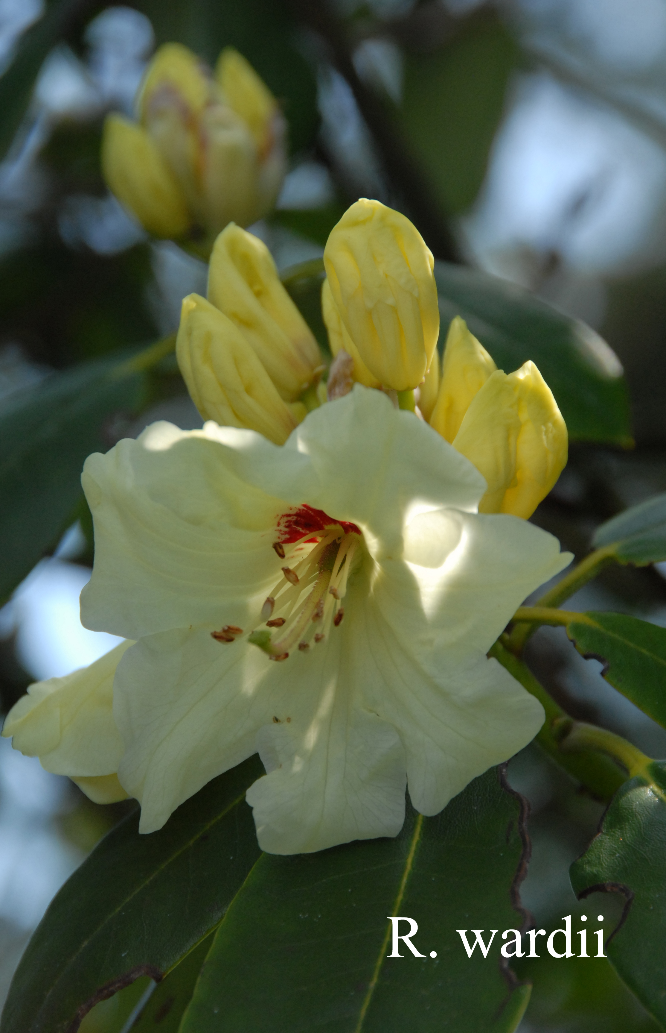 Rhododendron wardii var wardii photo
