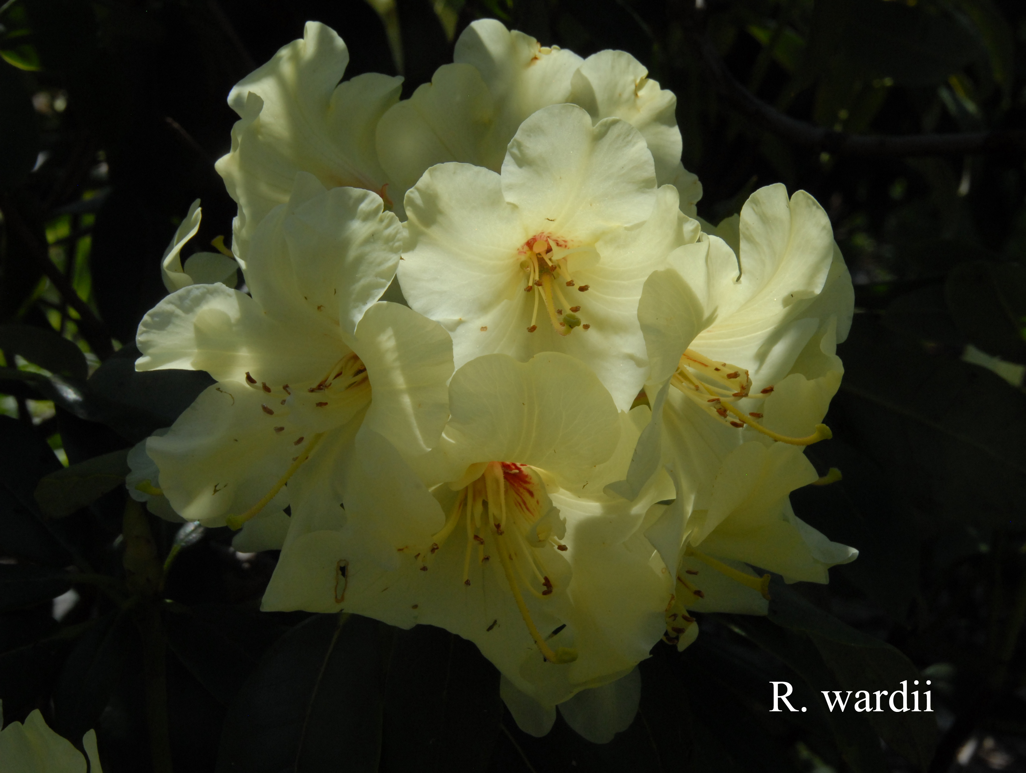 Rhododendron wardii var wardii photo