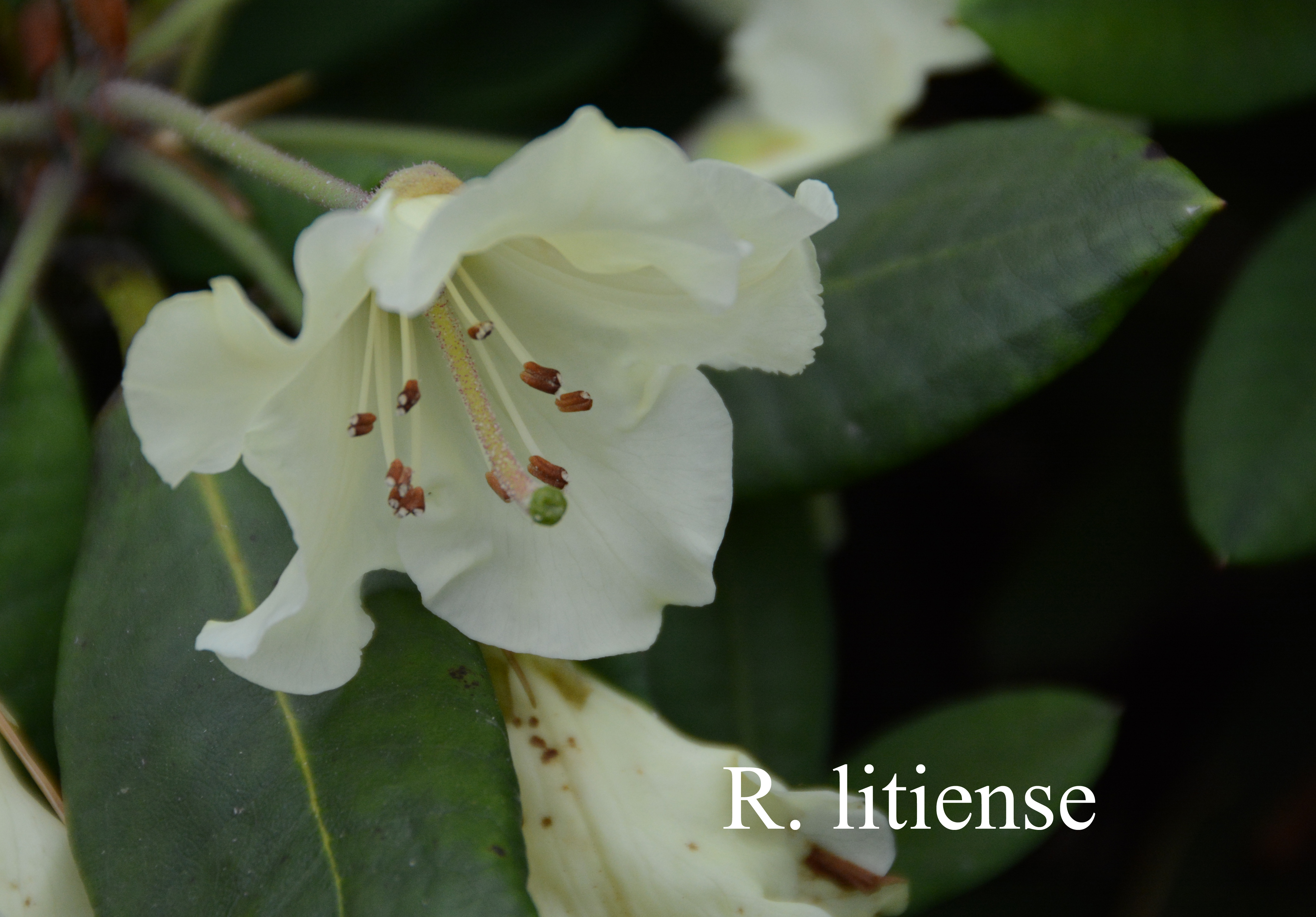 Rhododendron wardii var wardii photo