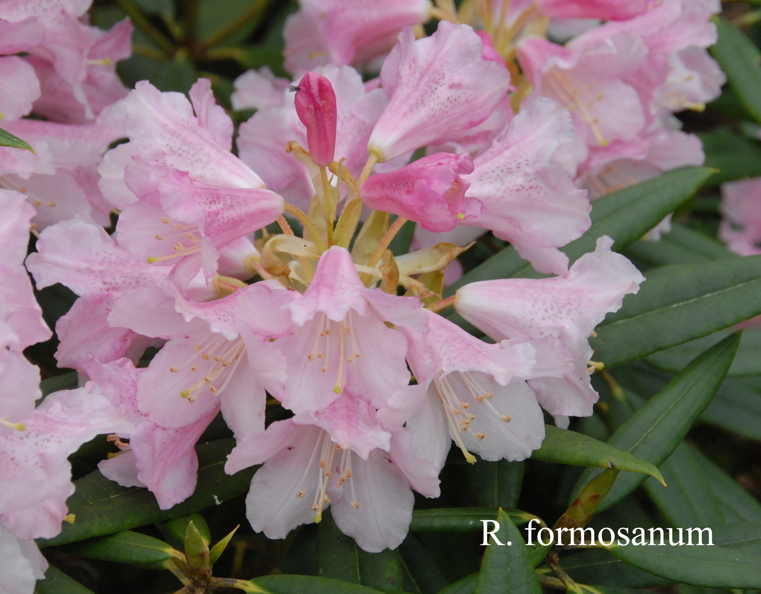Rhododendron formosanum photo