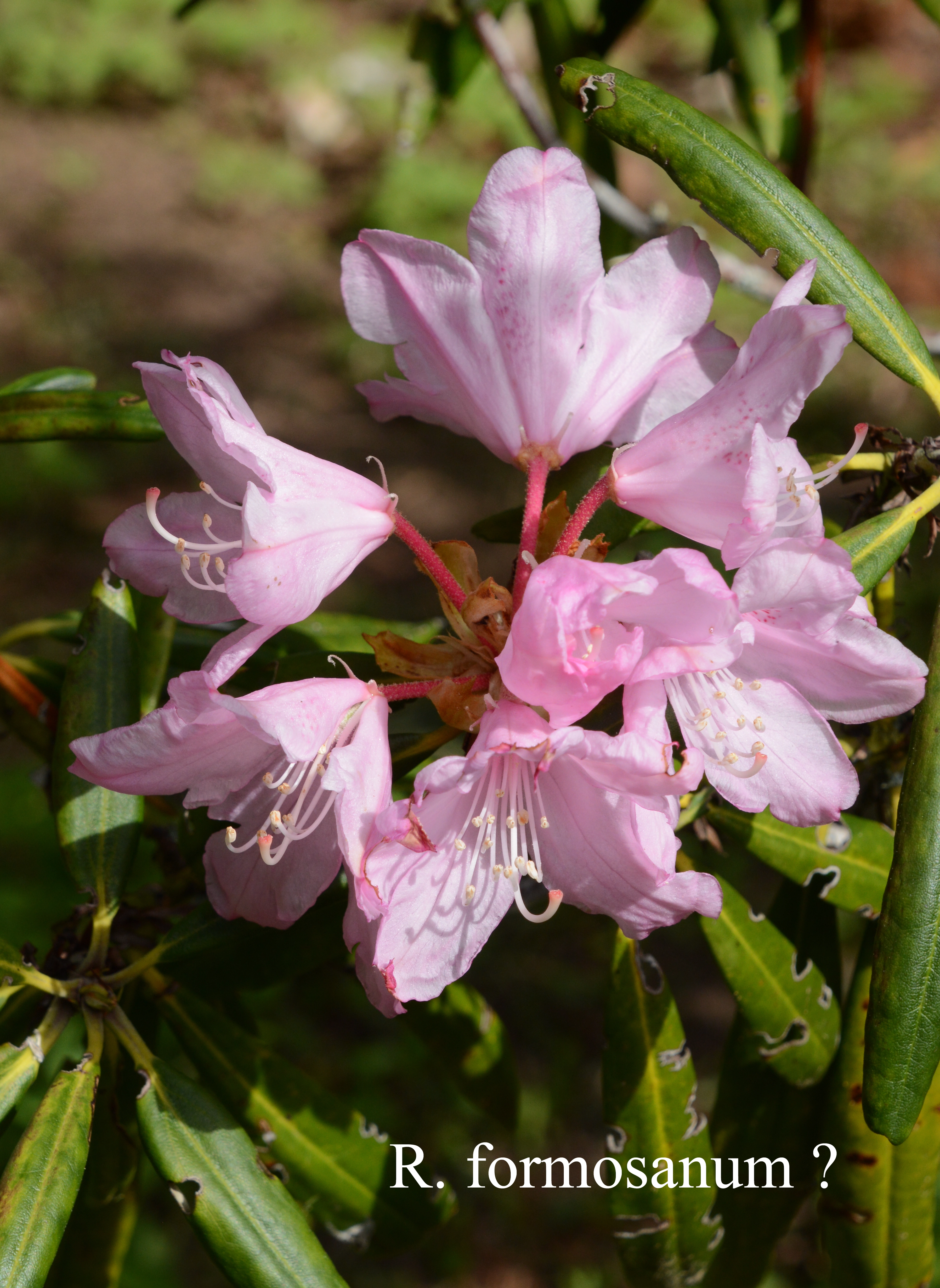 Rhododendron formosanum photo