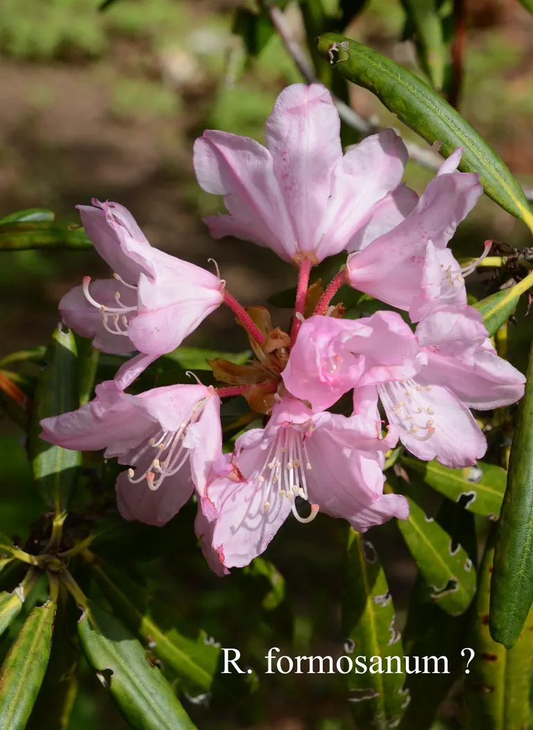 Photo of R. formosanum, Species