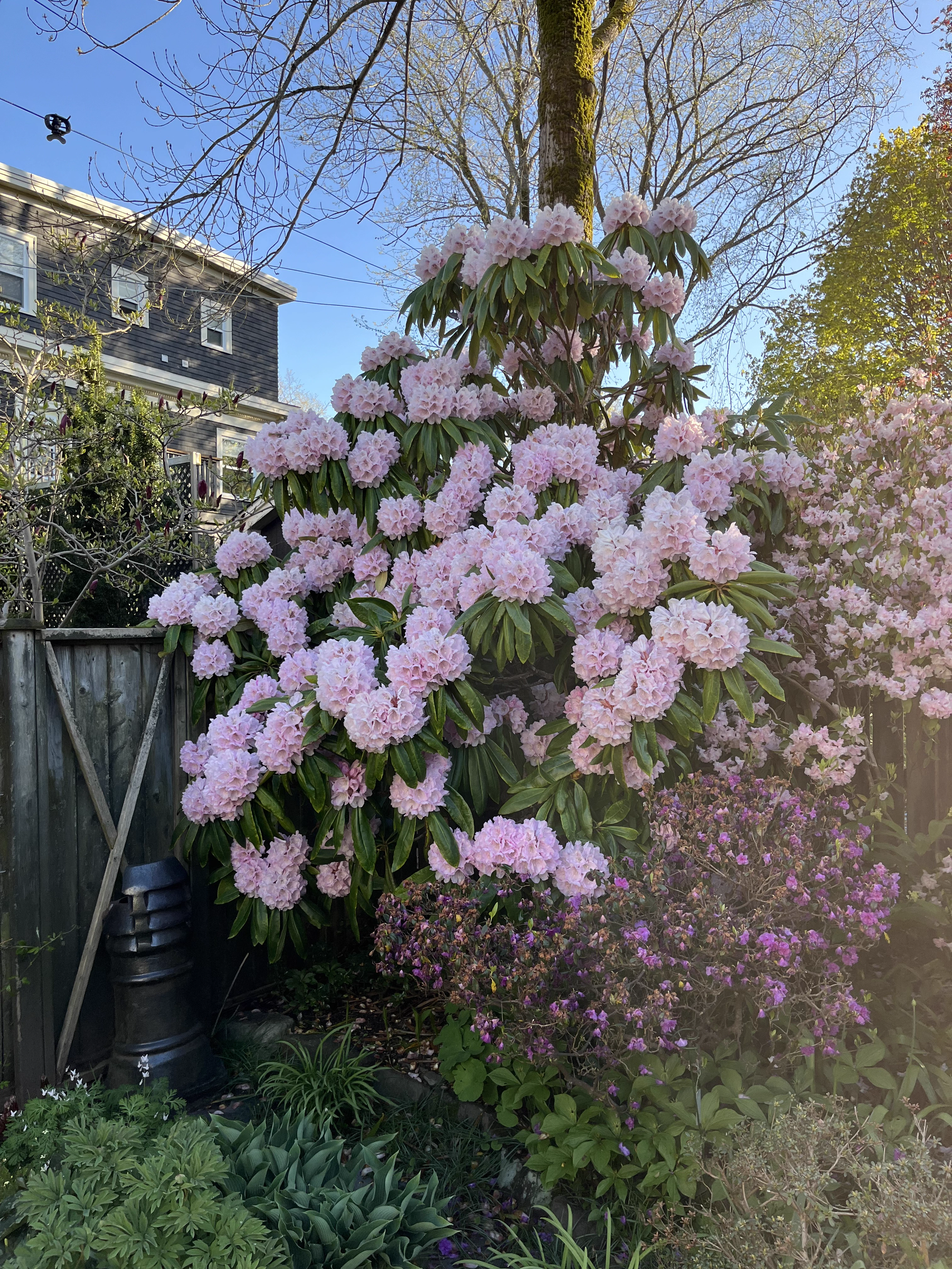 Rhododendron Spellbinder photo