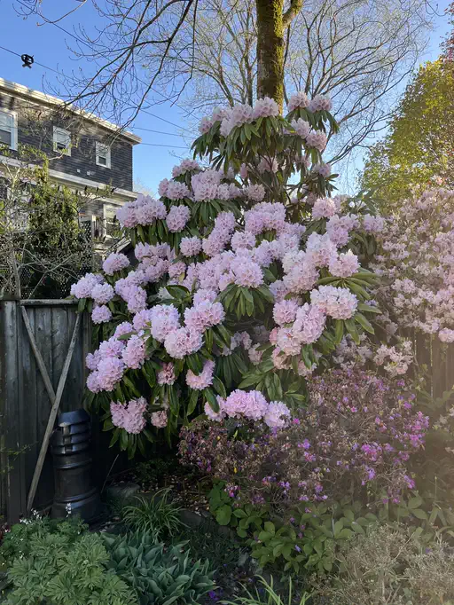 Photo of R. 'Spellbinder', Rhododendron Hybrid
