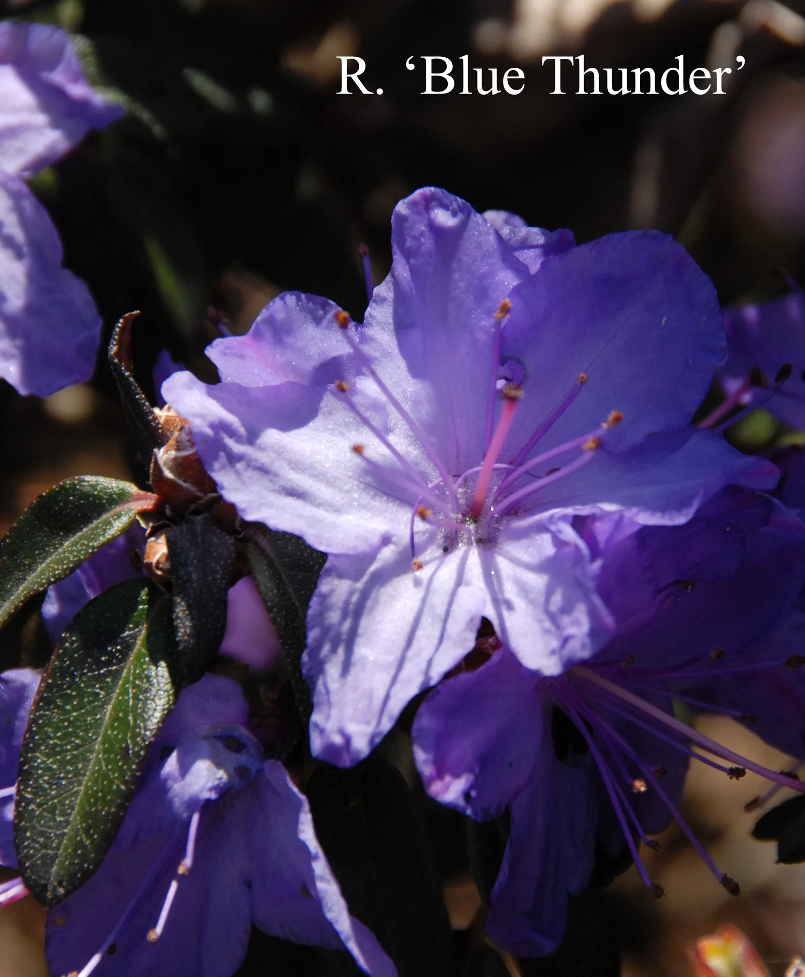 R. 'Blue Thunder' photo of R. 'Blue Thunder'. Location: Fearing's Farm Nursery, Abbotsford, BC, Canada. Photo by: Harold Fearing