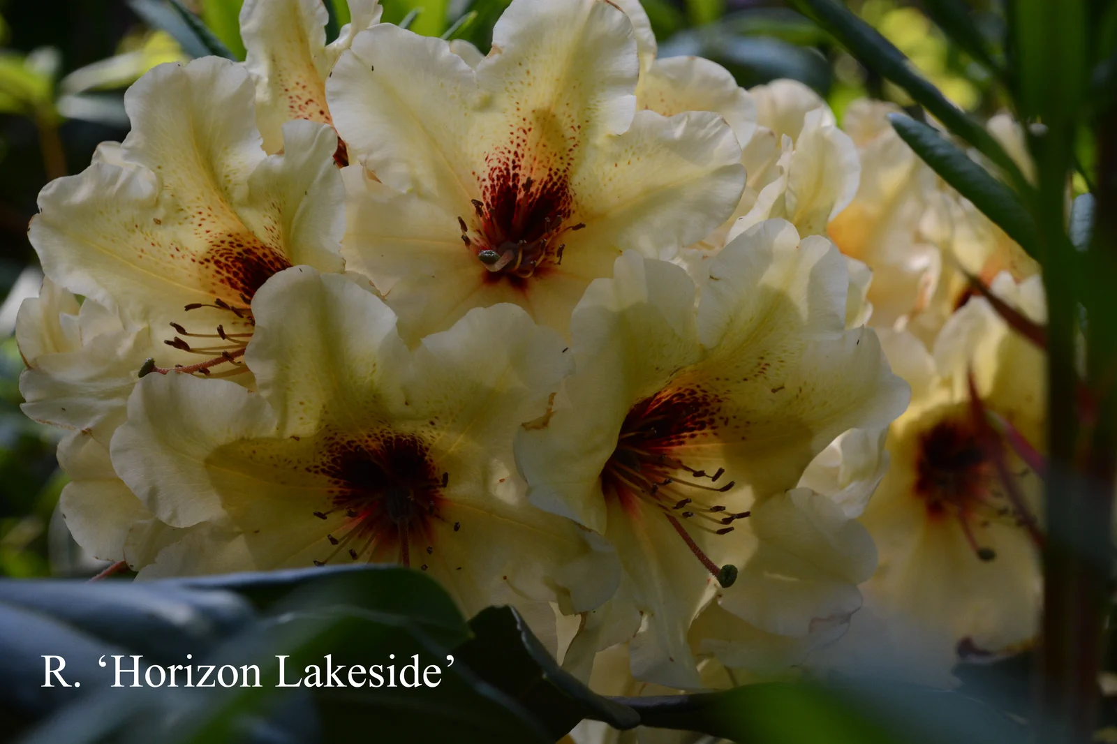 R. 'Horizon Lakeside' photo of R. 'Horizon Lakeside'. Location: Fearing's Farm Nursery, Abbotsford, BC, Canada. Photo by: Harold Fearing