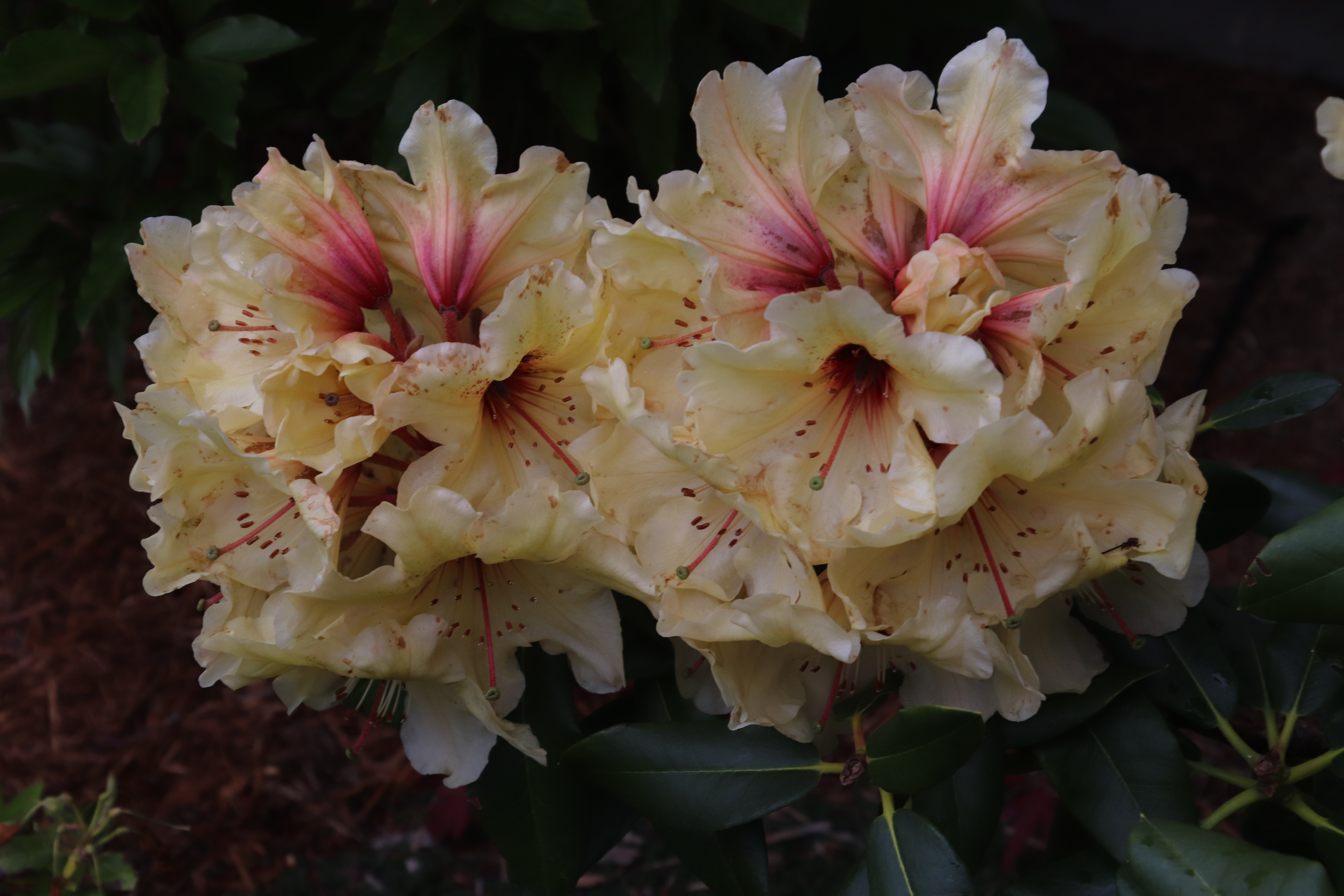 Rhododendron Horizon Lakeside photo