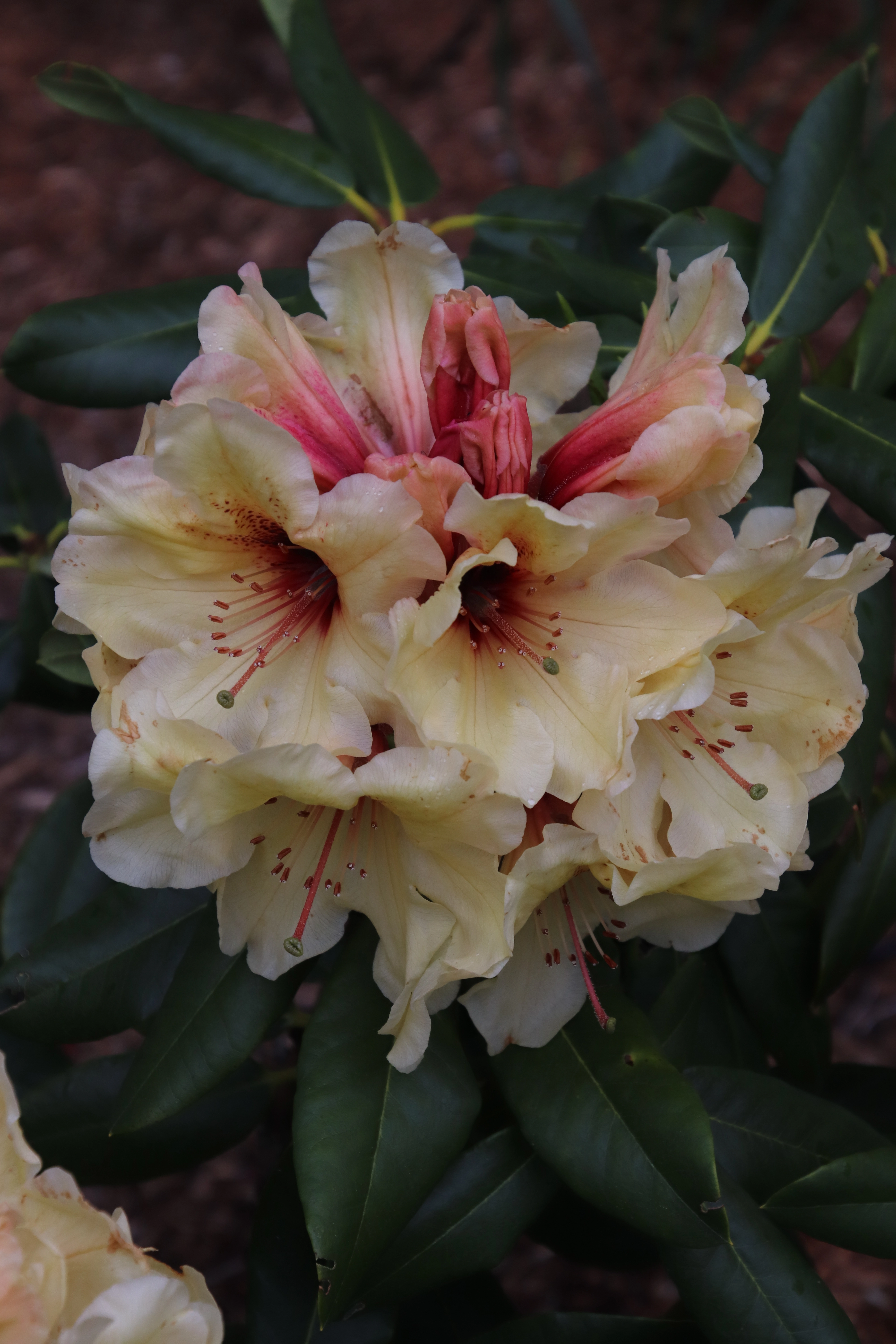 Rhododendron Horizon Lakeside photo