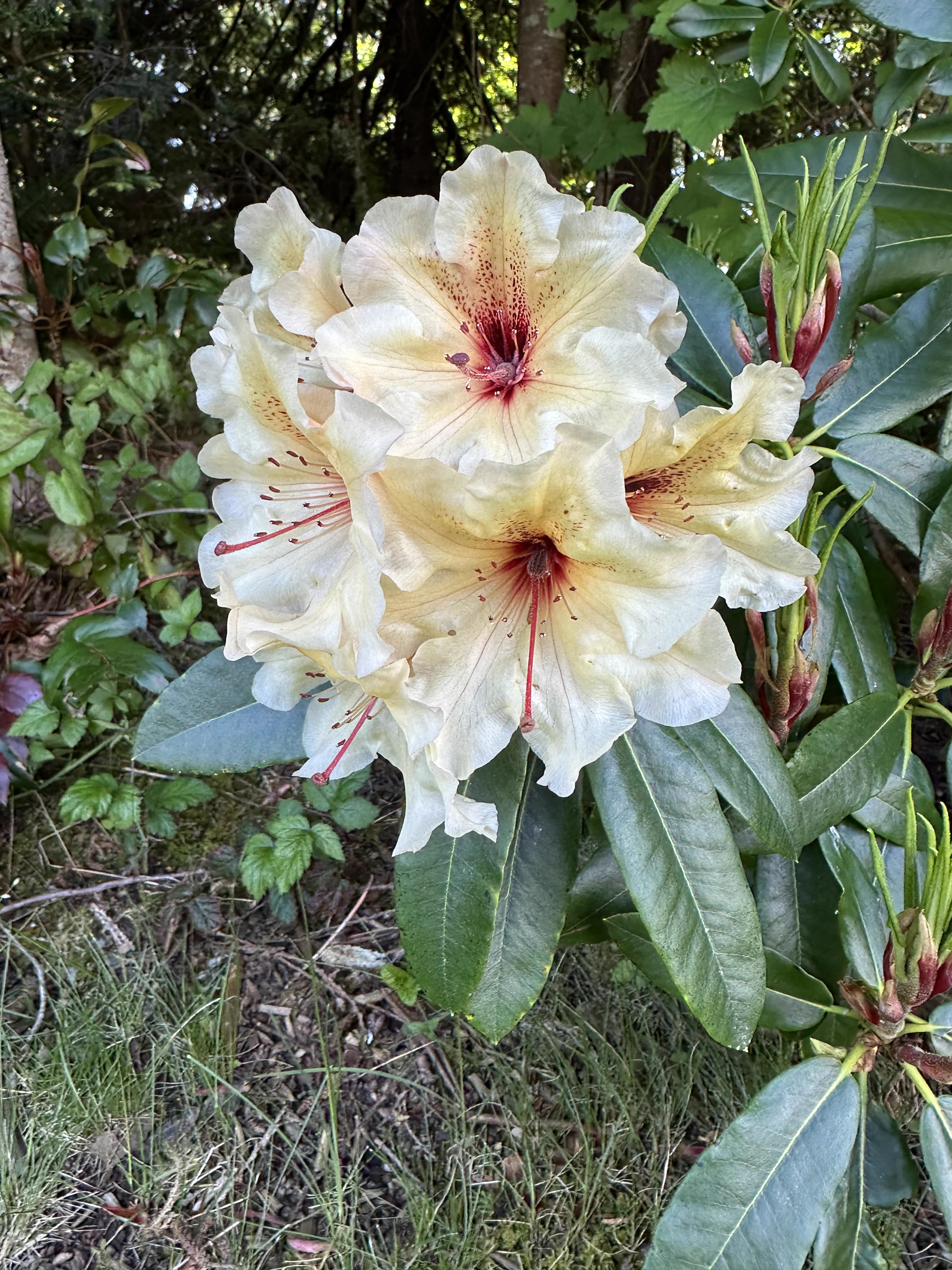 Rhododendron Horizon Lakeside photo