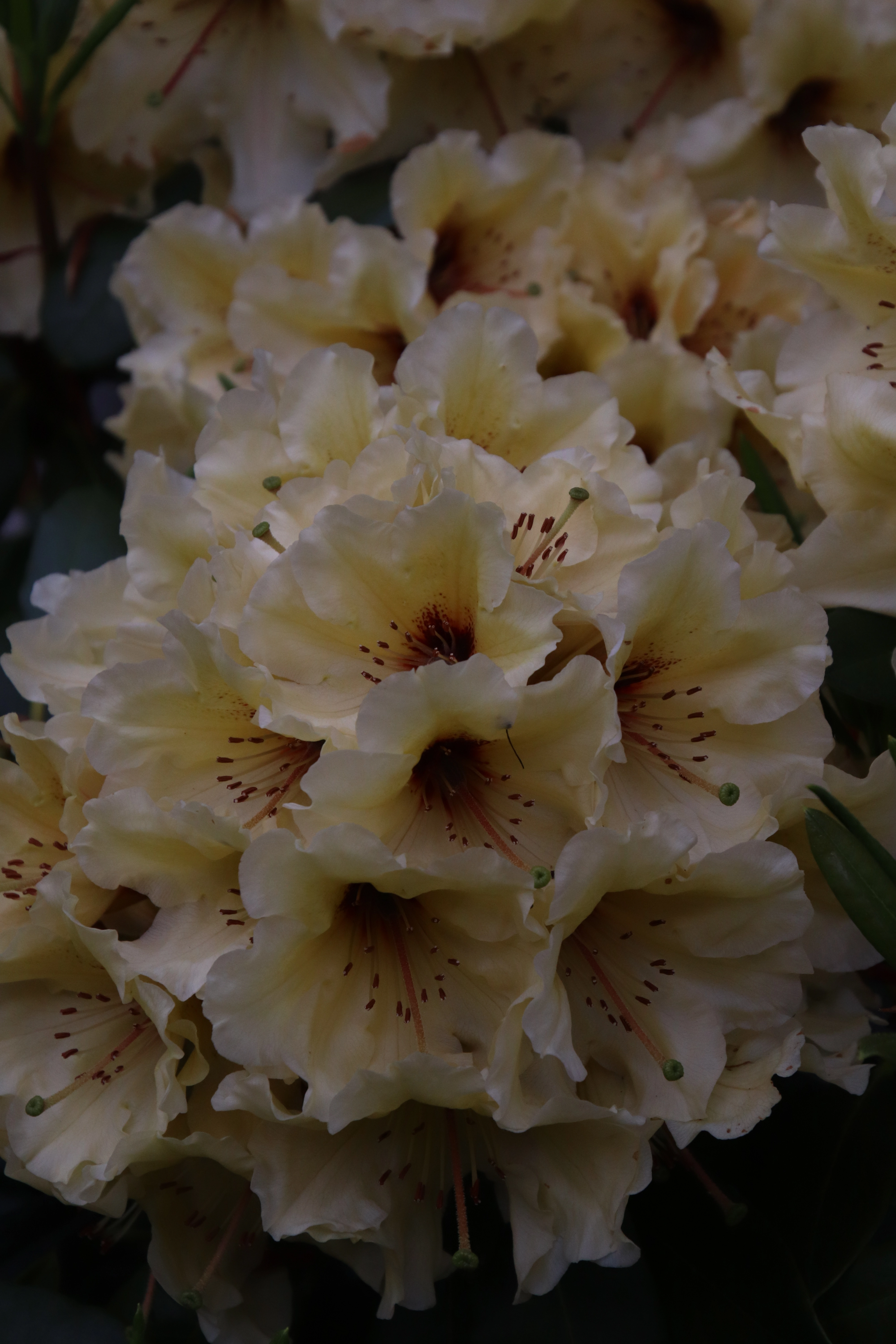 Rhododendron Horizon Lakeside photo