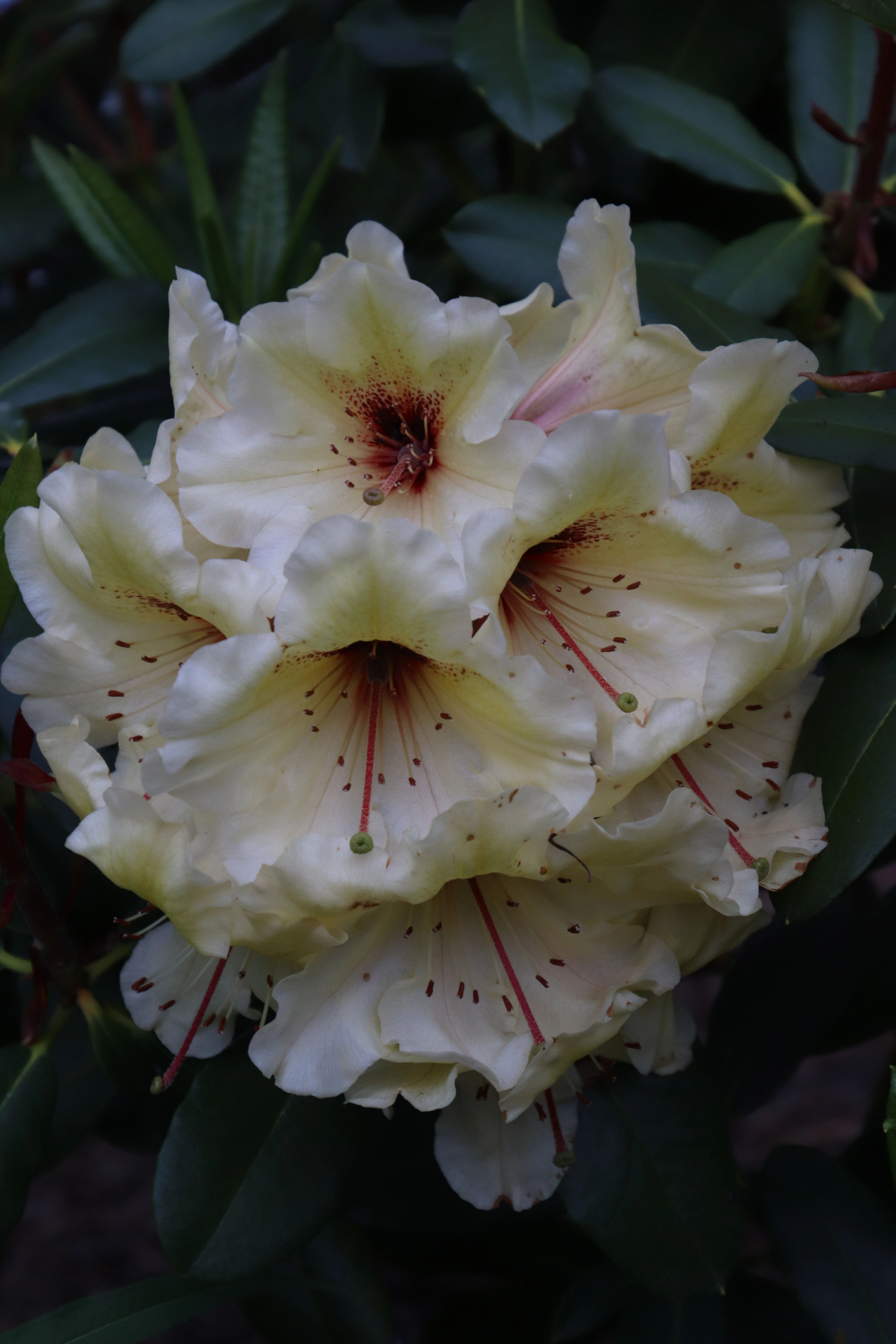 Rhododendron Horizon Lakeside photo