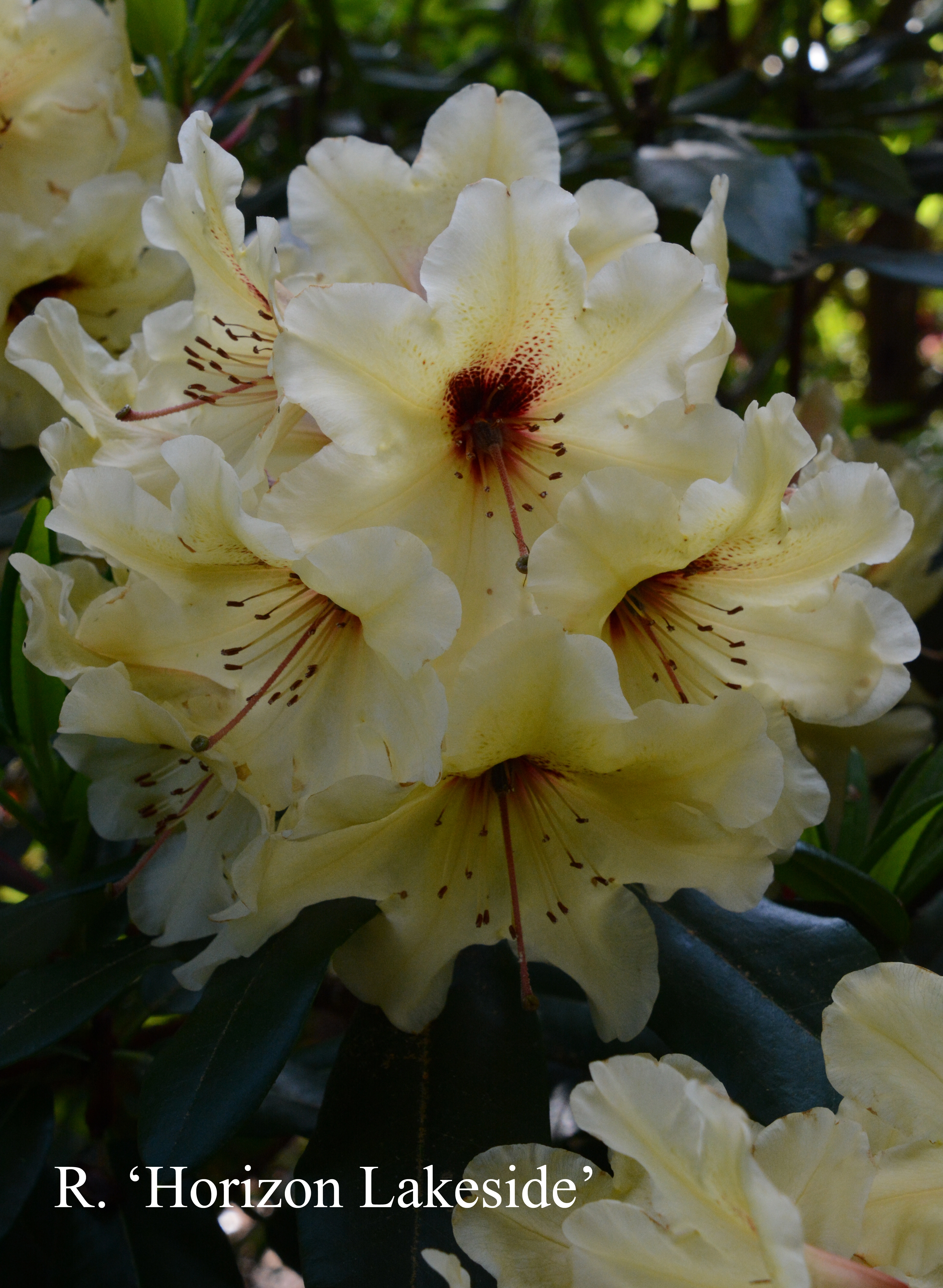 Rhododendron Horizon Lakeside photo