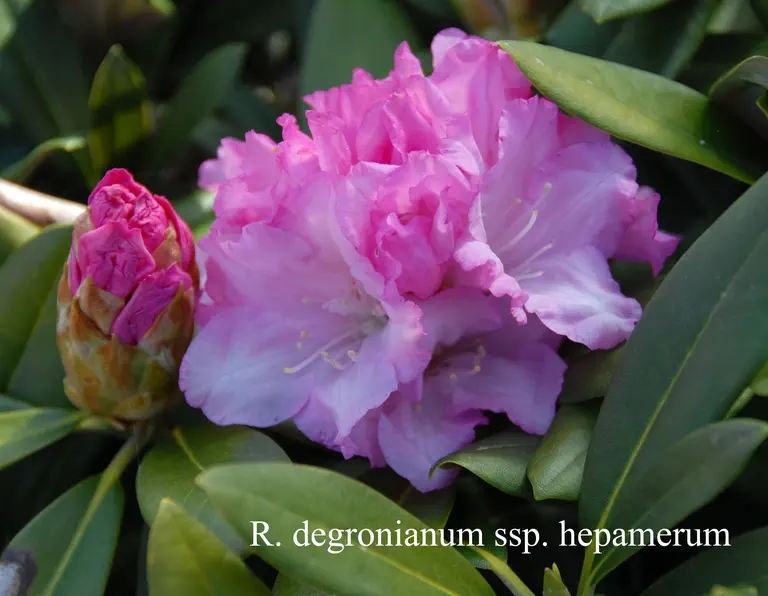 Photo of R. degronianum ssp heptamerum, Species
