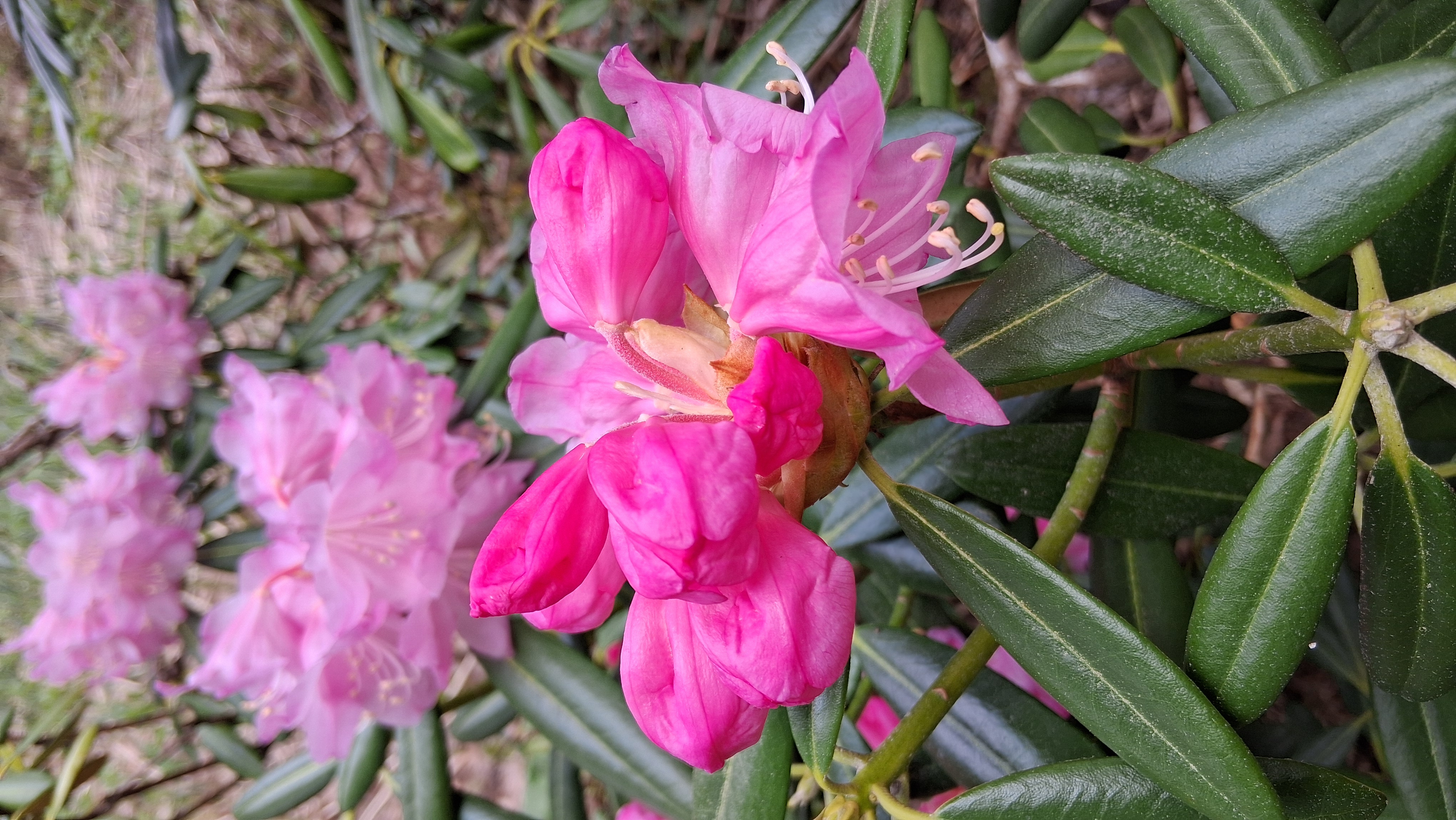Rhododendron degronianum ssp heptamerum photo