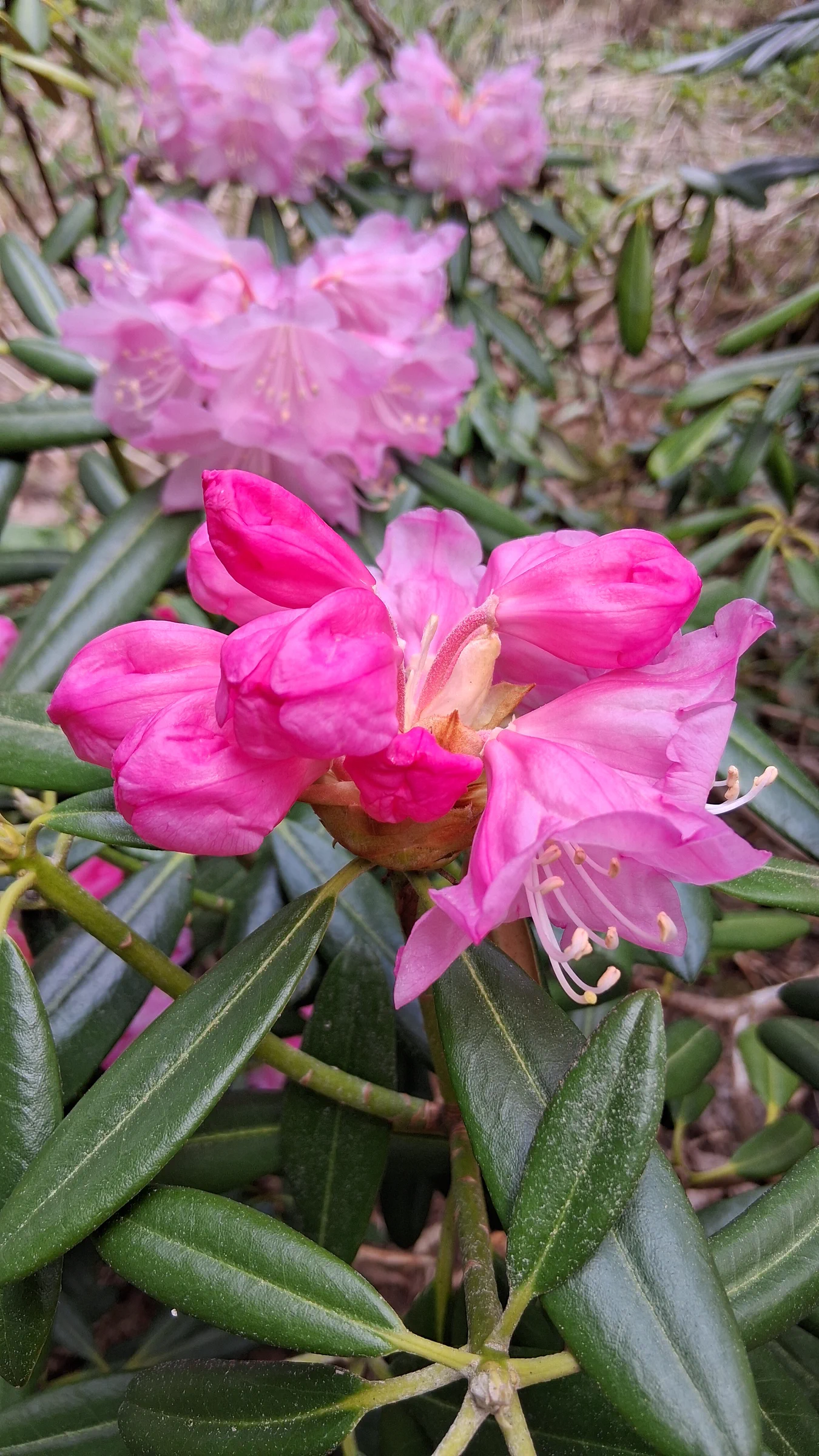 R. degronianum ssp heptamerum photo of R. degronianum ssp heptamerum. R. degronianum ssp heptamerum flowers starting to open.. Location: Rhododendron Species Botanical Garden. Photo by: Thatrhodylady