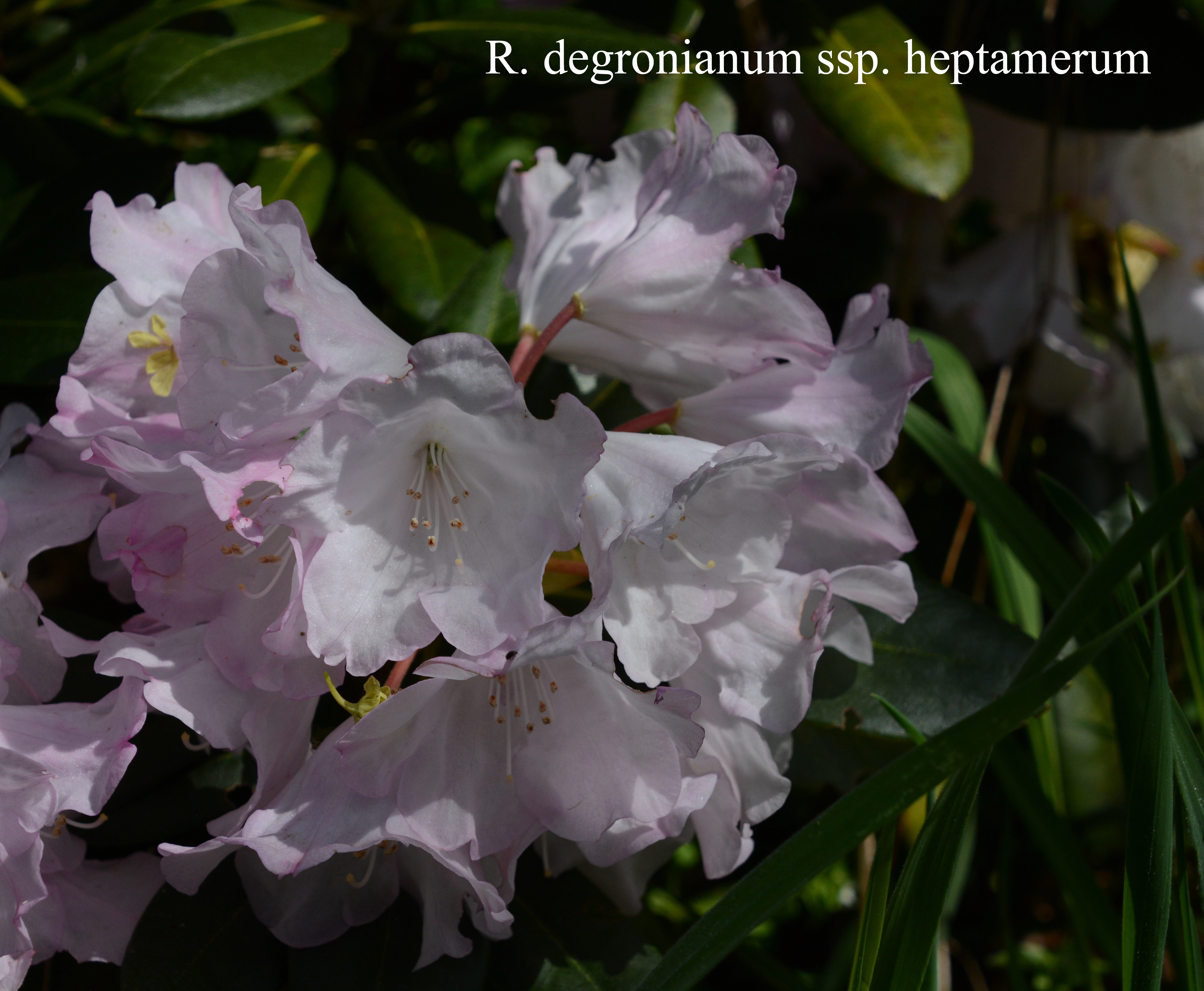 Rhododendron degronianum ssp heptamerum photo