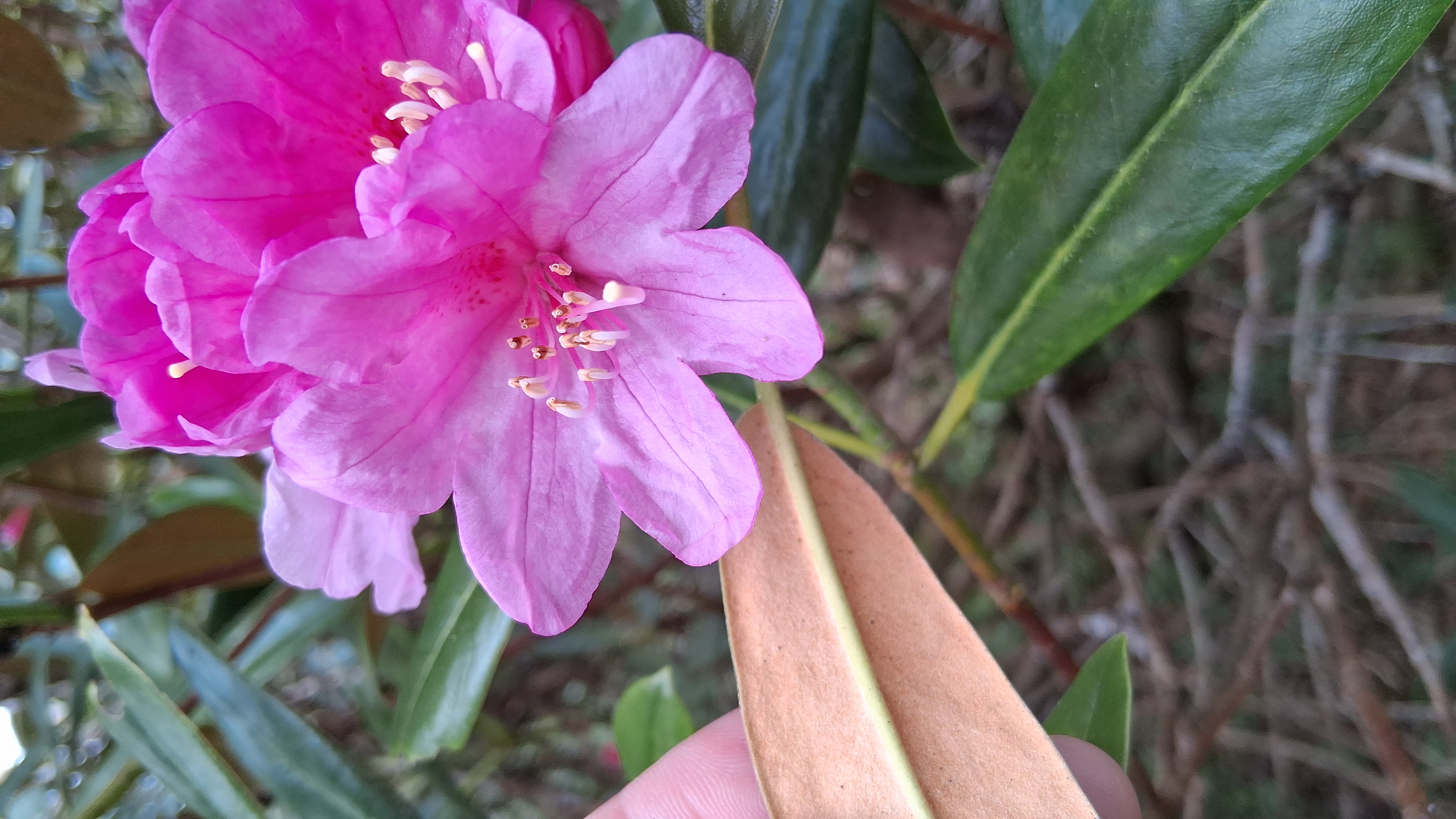 Rhododendron degronianum ssp heptamerum photo