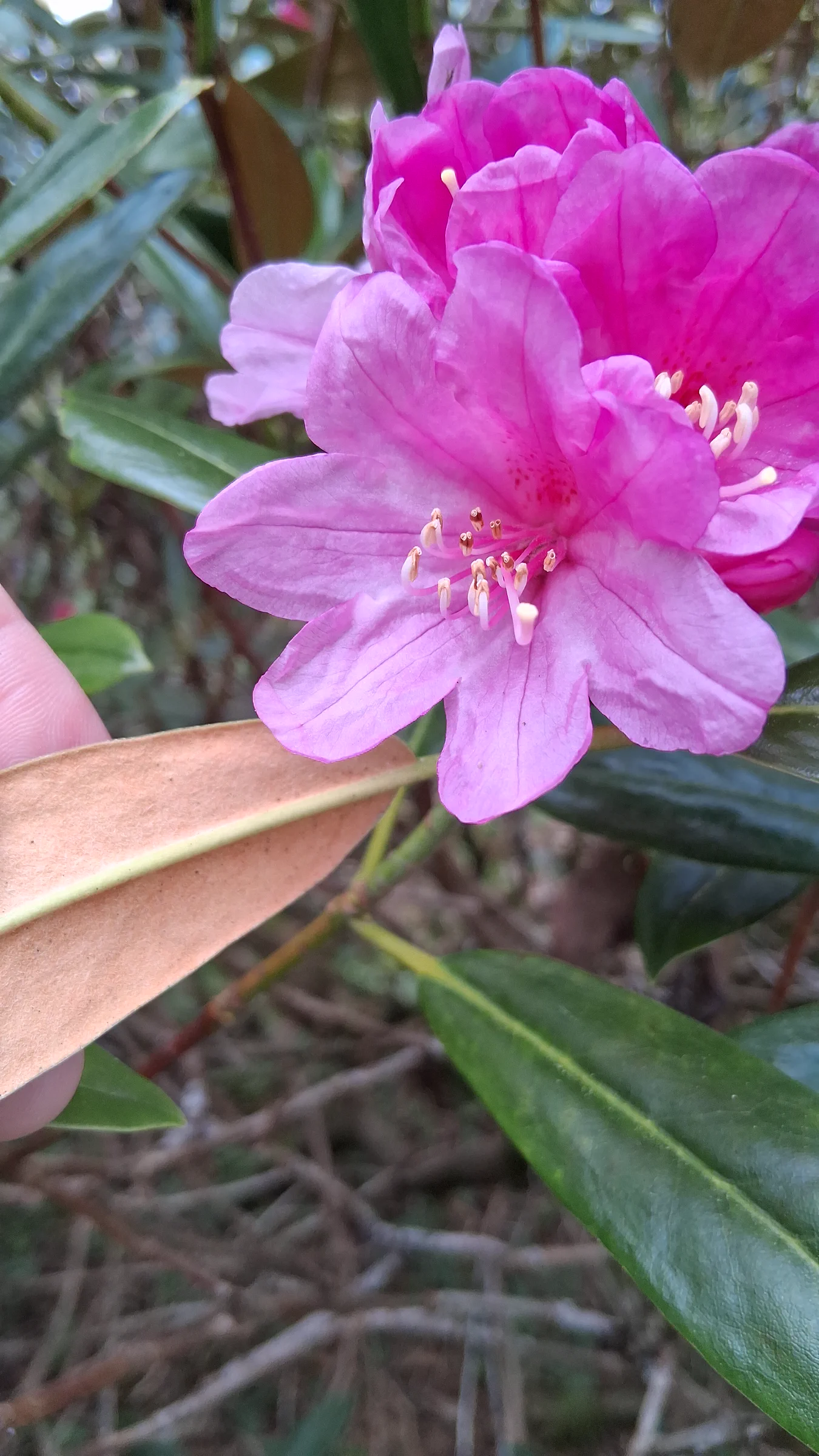 R. degronianum ssp heptamerum photo of R. degronianum ssp heptamerum. R. degronianum ssp heptamerum flower and indumentum close up.. Location: Rhododendron Species Botanical Garden. Photo by: Thatrhodylady