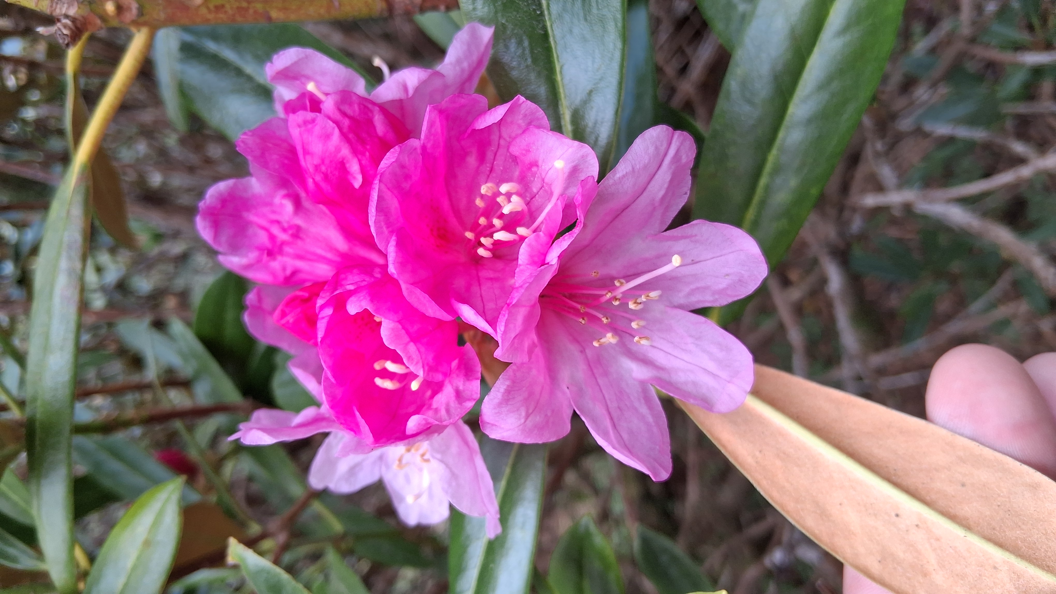 Rhododendron degronianum ssp heptamerum photo