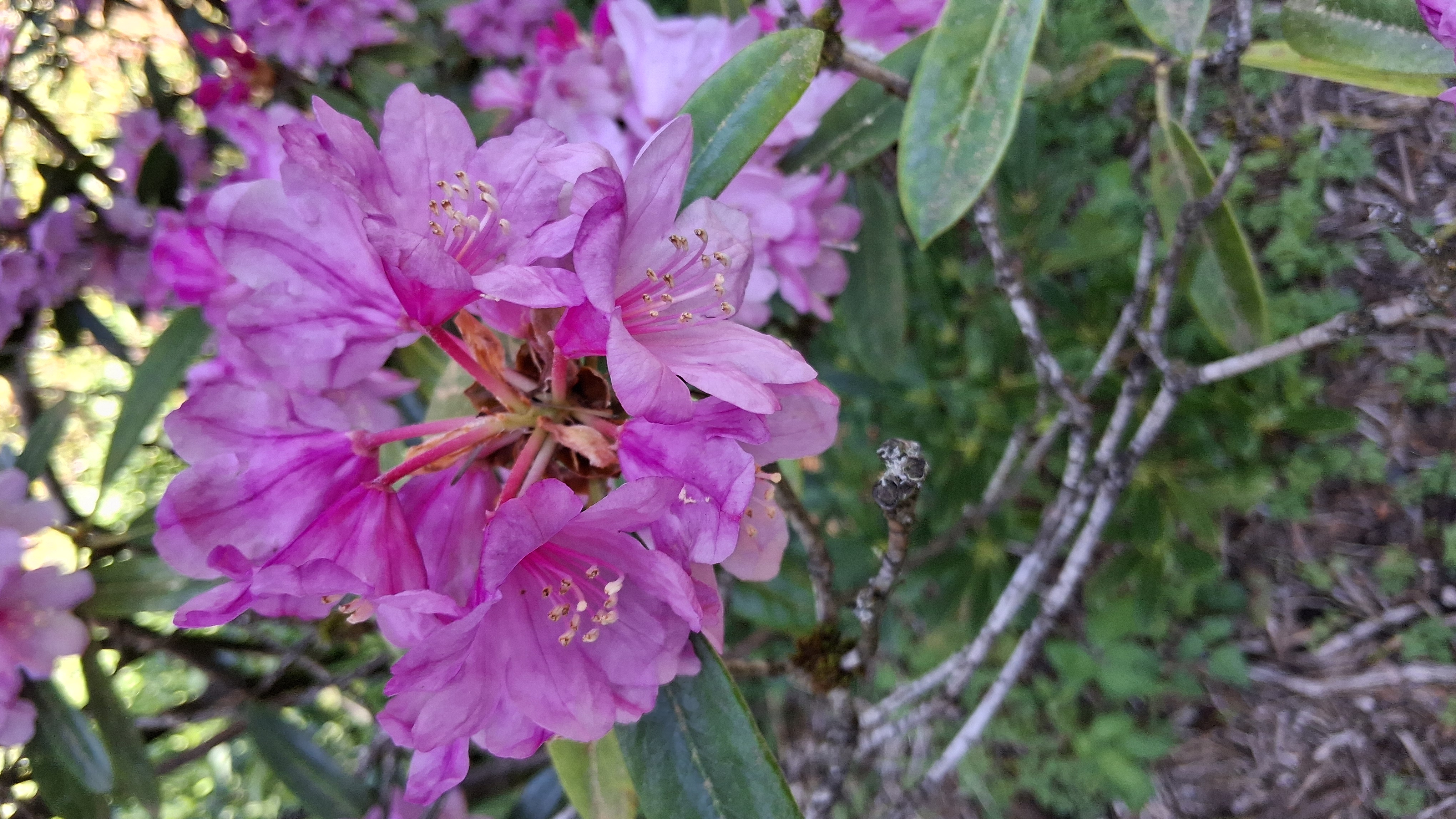 Rhododendron degronianum ssp heptamerum photo