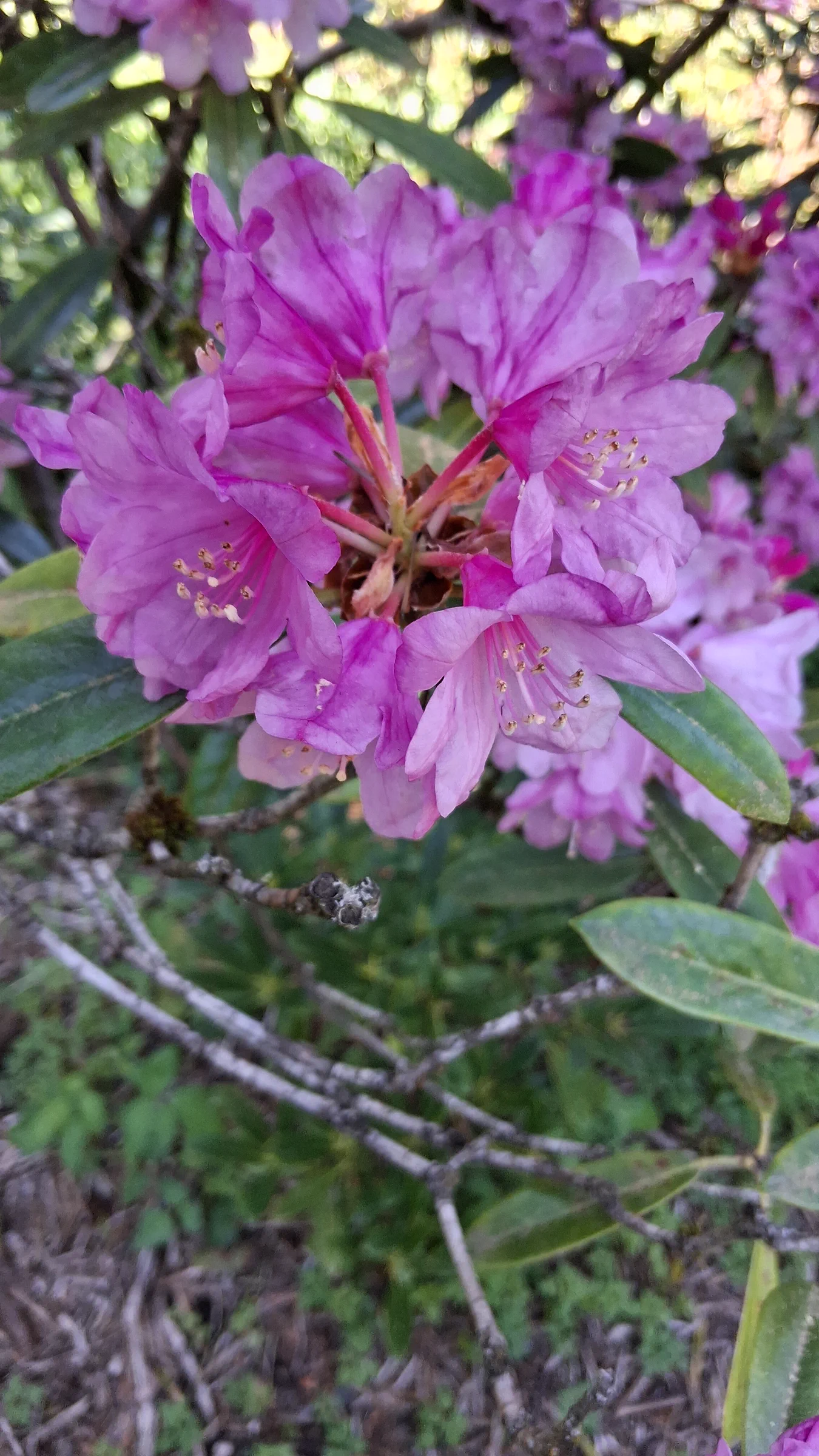 R. degronianum ssp heptamerum photo of R. degronianum ssp heptamerum. R. degronianum ssp heptamerum flower truss.. Location: Rhododendron Species Botanical Garden. Photo by: Thatrhodylady