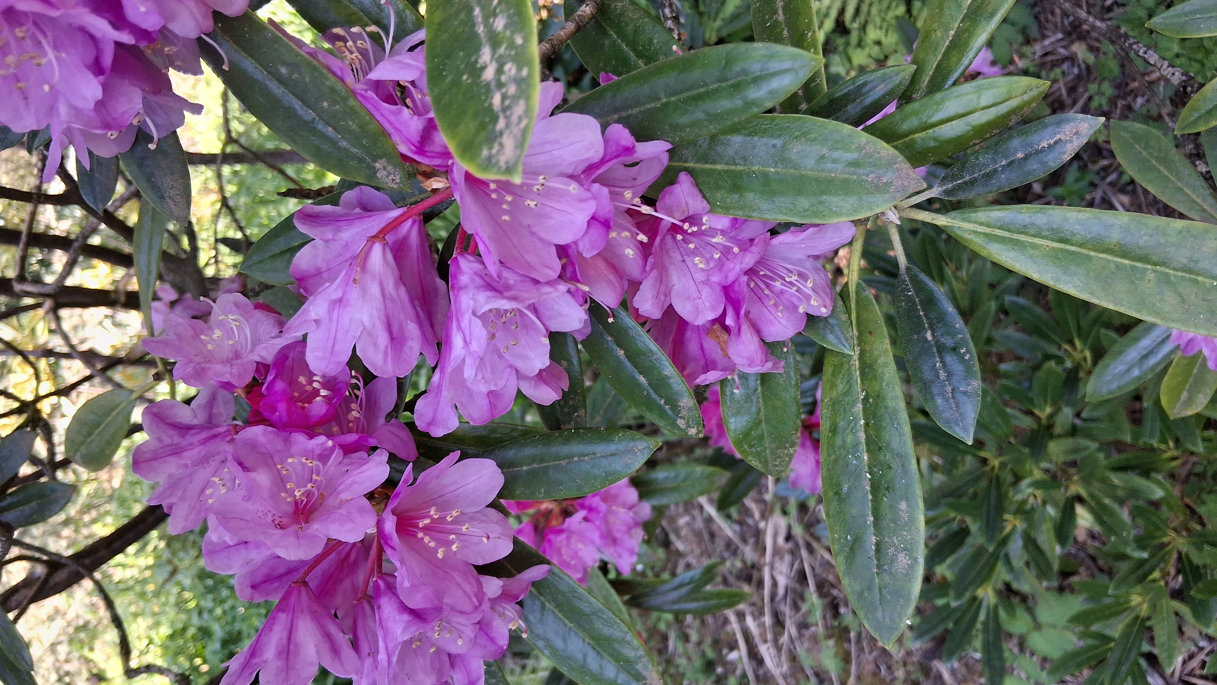 Rhododendron degronianum ssp heptamerum photo