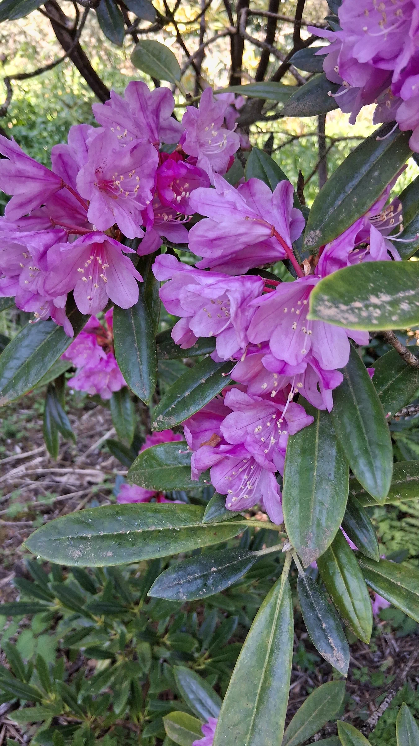 R. degronianum ssp heptamerum photo of R. degronianum ssp heptamerum. R. degronianum ssp heptamerum flowers and leaves.. Location: Rhododendron Species Botanical Garden. Photo by: Thatrhodylady
