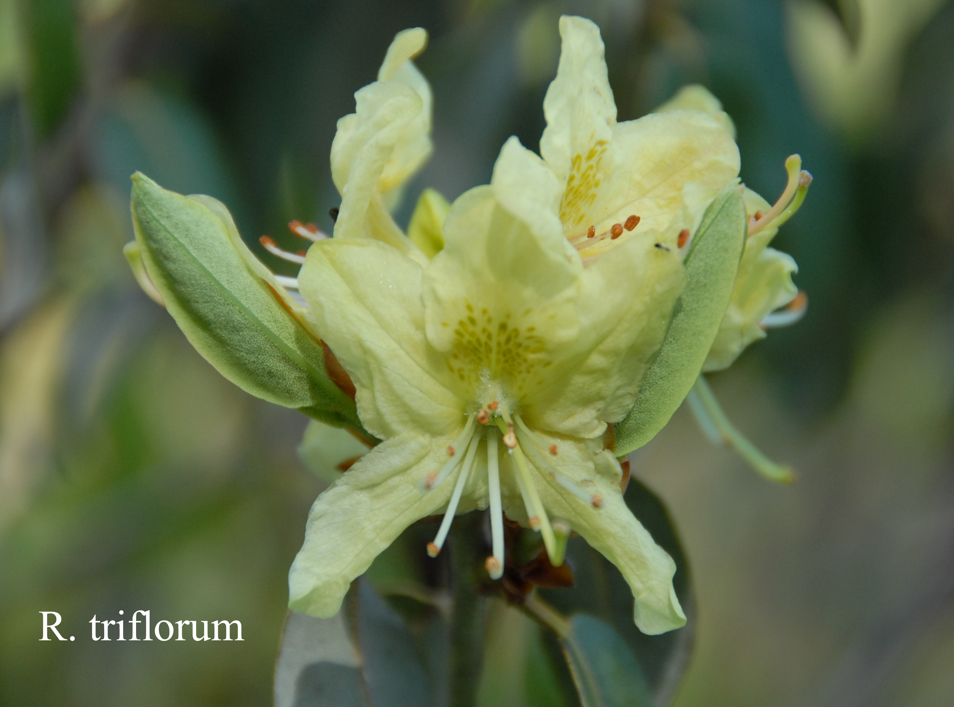 Rhododendron triflorum var triflorum photo