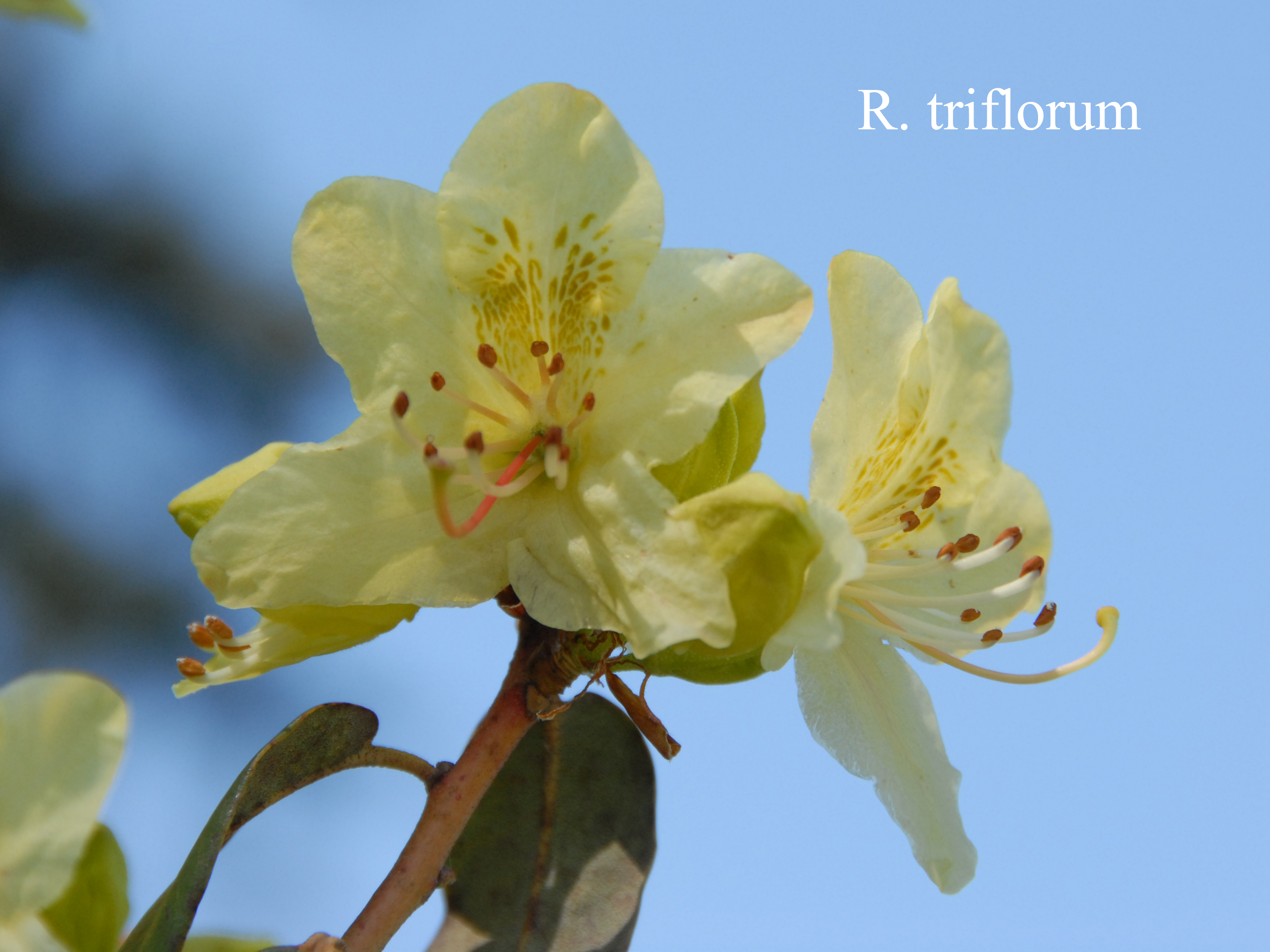 Rhododendron triflorum var triflorum photo