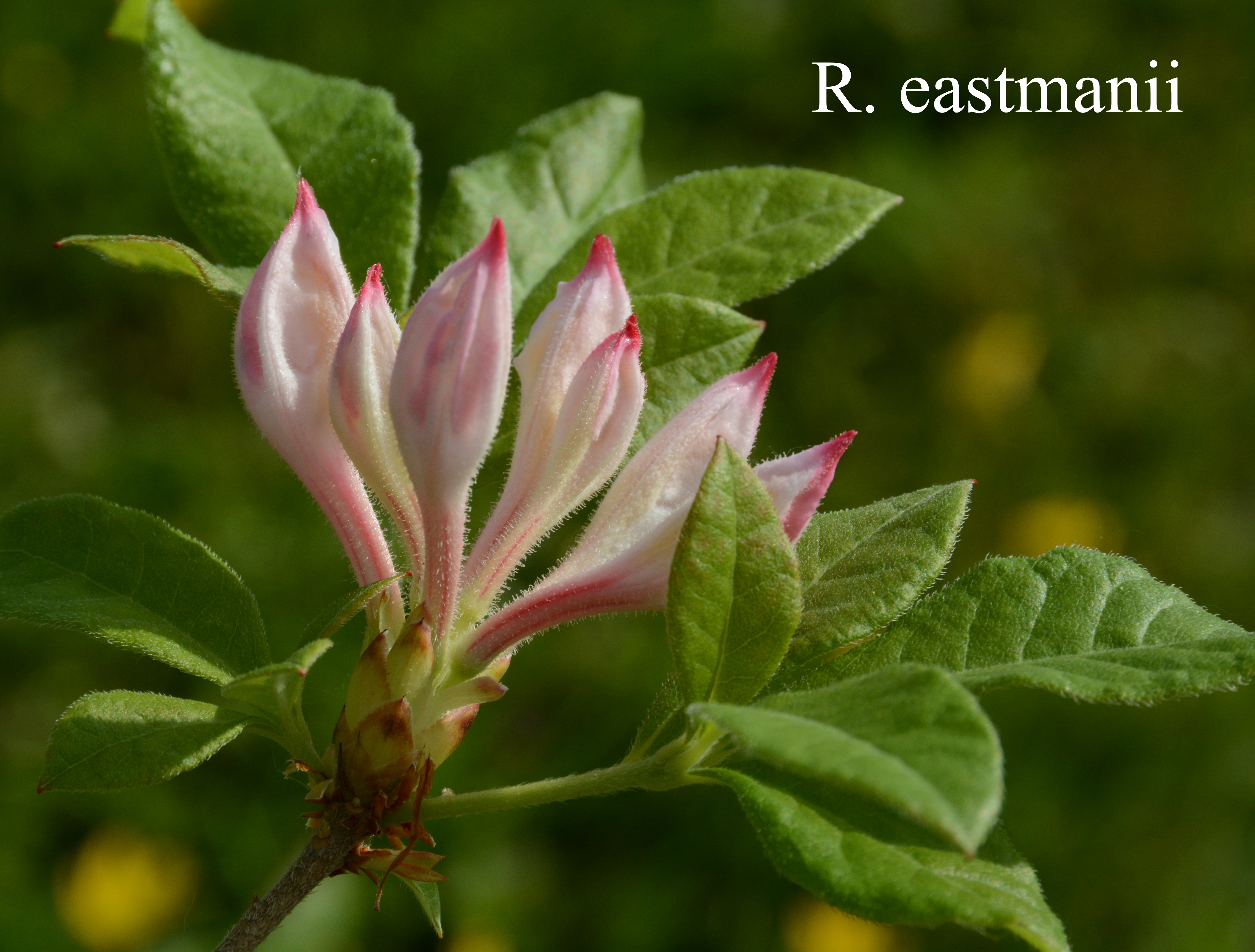 Rhododendron eastmanii photo