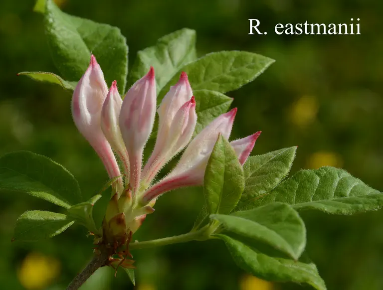 Photo of R. eastmanii, Species