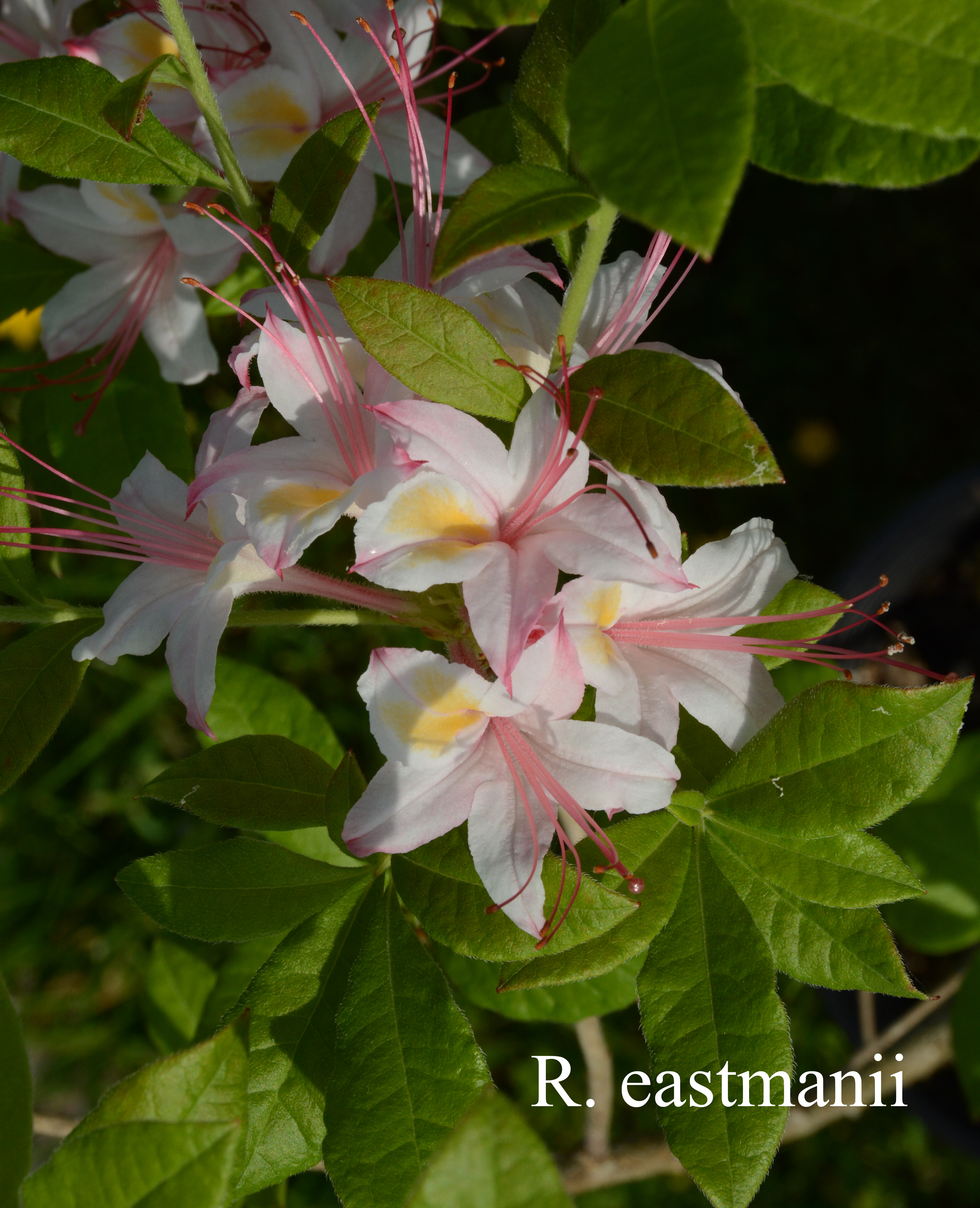Rhododendron eastmanii photo