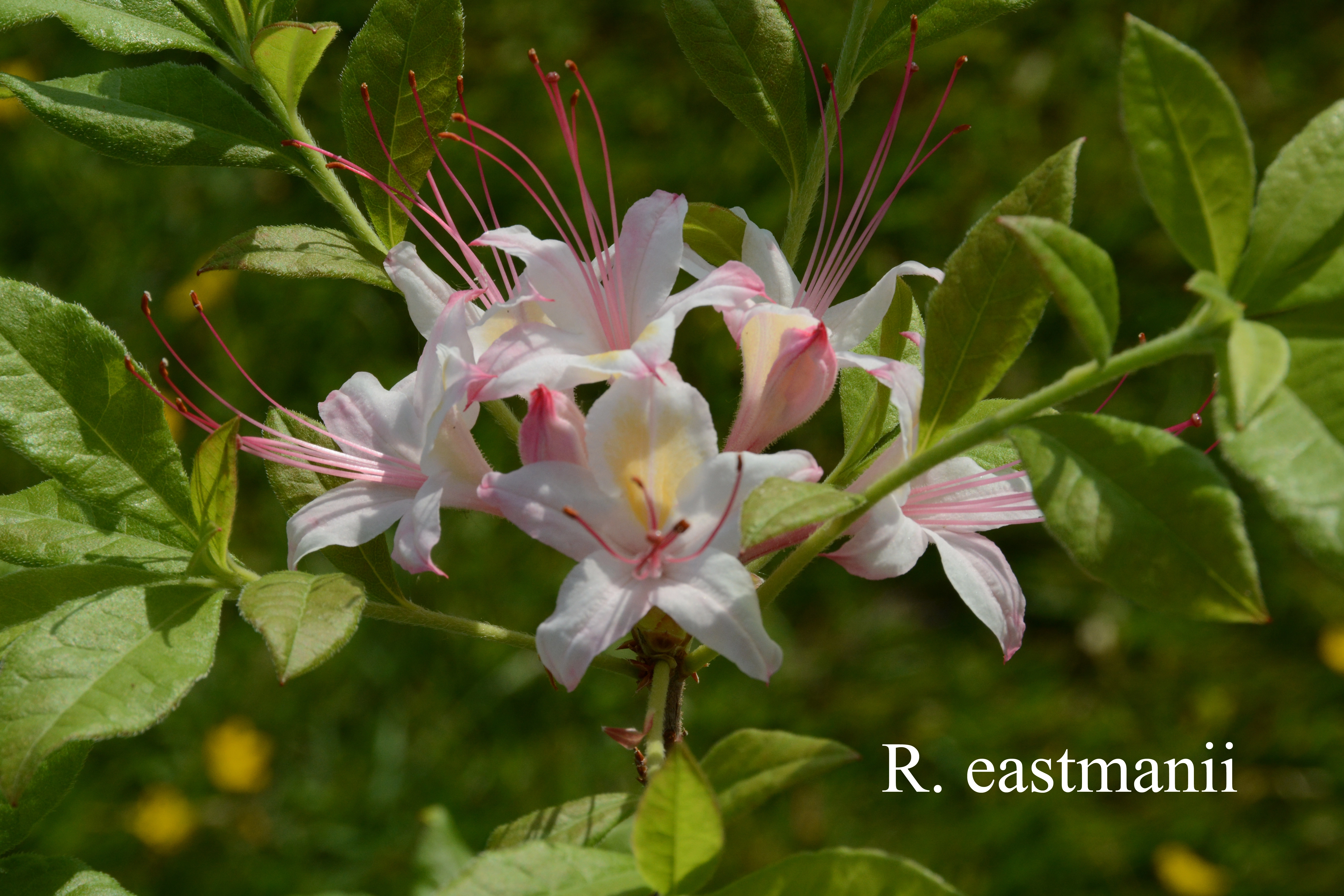 Rhododendron eastmanii photo