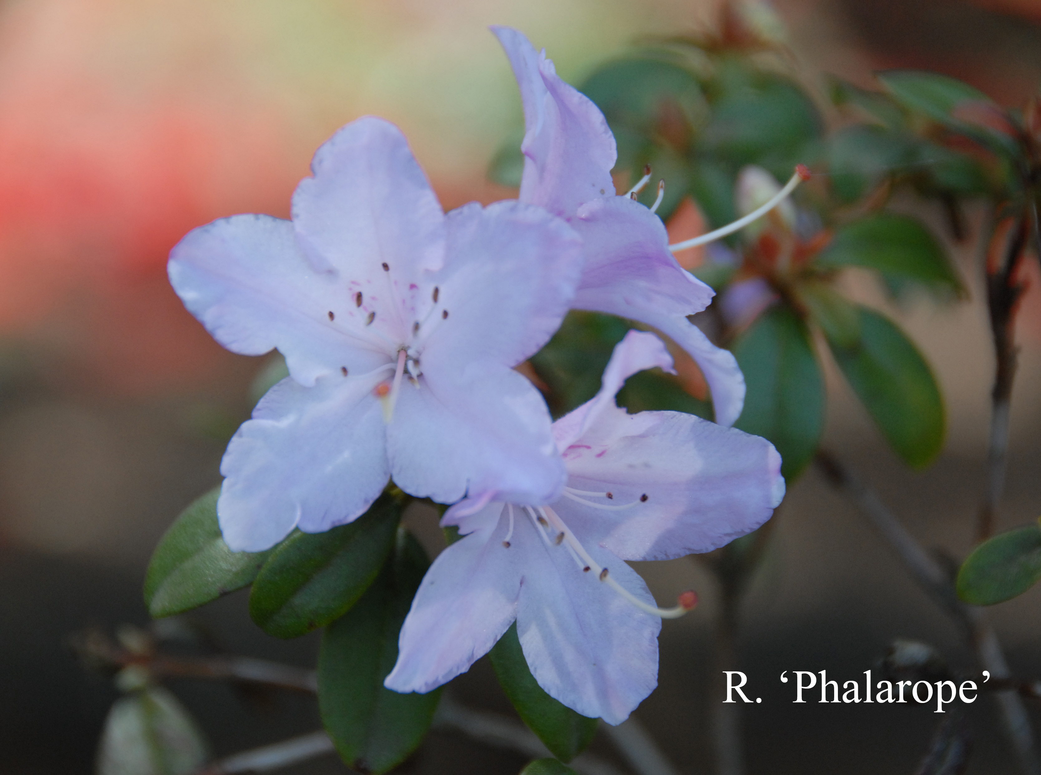 Rhododendron Phalarope photo