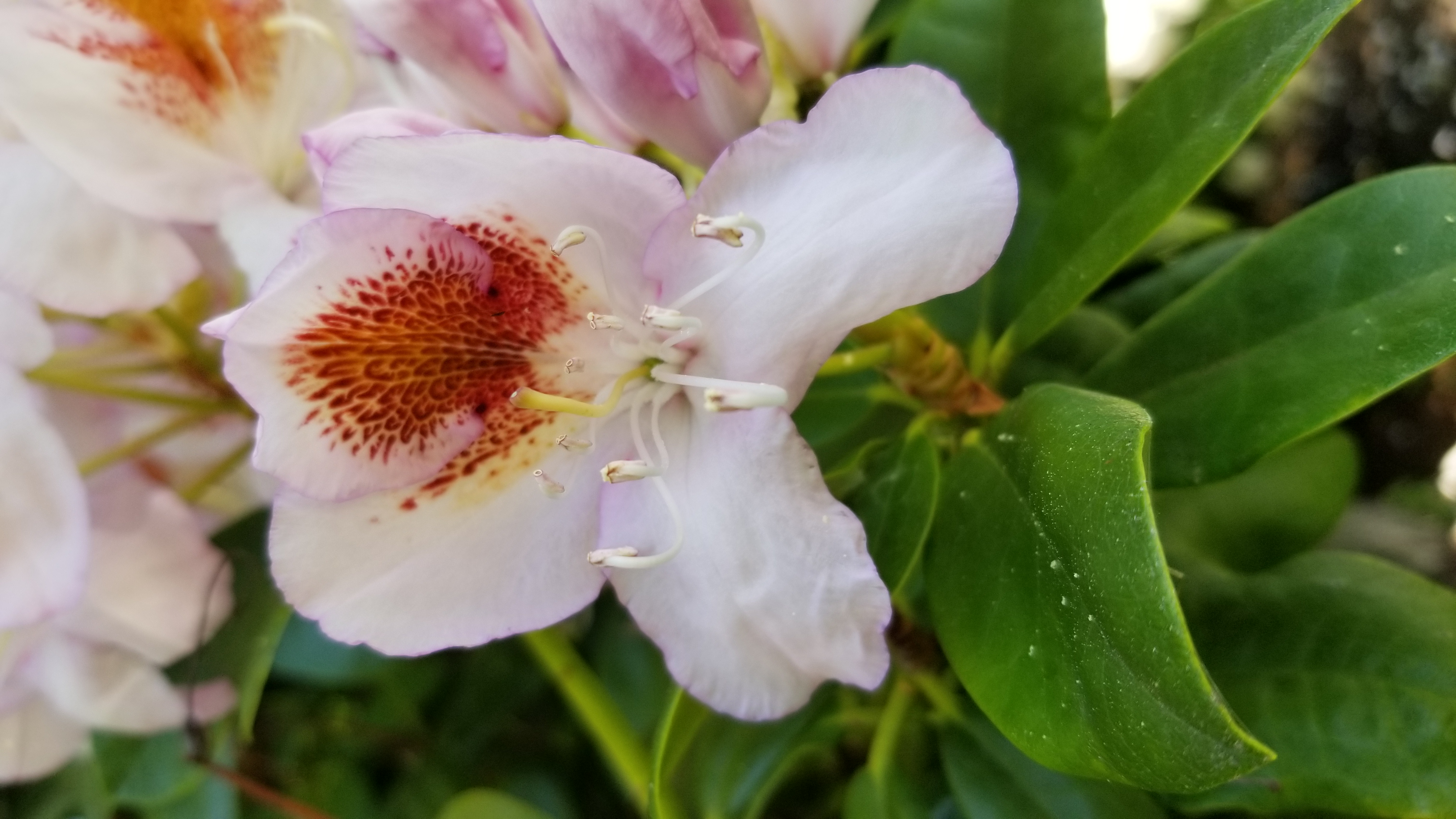 Rhododendron Mrs T H Lowinsky photo