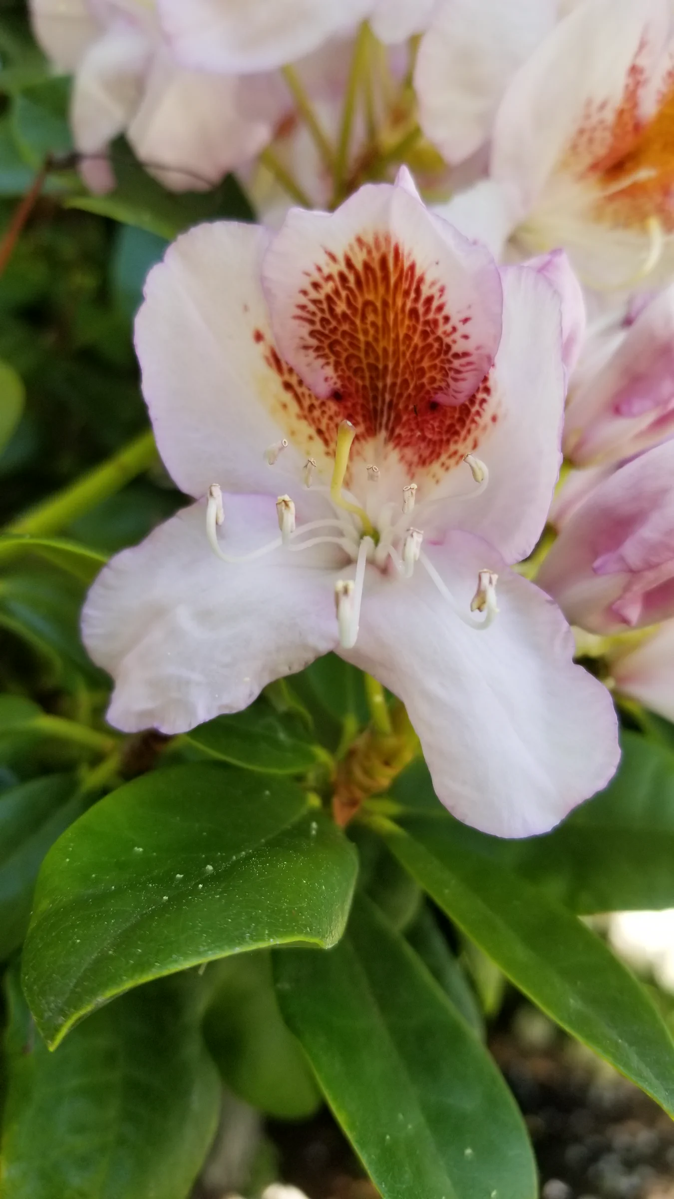 R. 'Mrs T H Lowinsky' photo of R. 'Mrs T H Lowinsky'. R. 'Mrs T H Lowinsky' flower closeup.. Location: Private Garden, Normandy Park, WA, USA. Photo by: Thatrhodylady