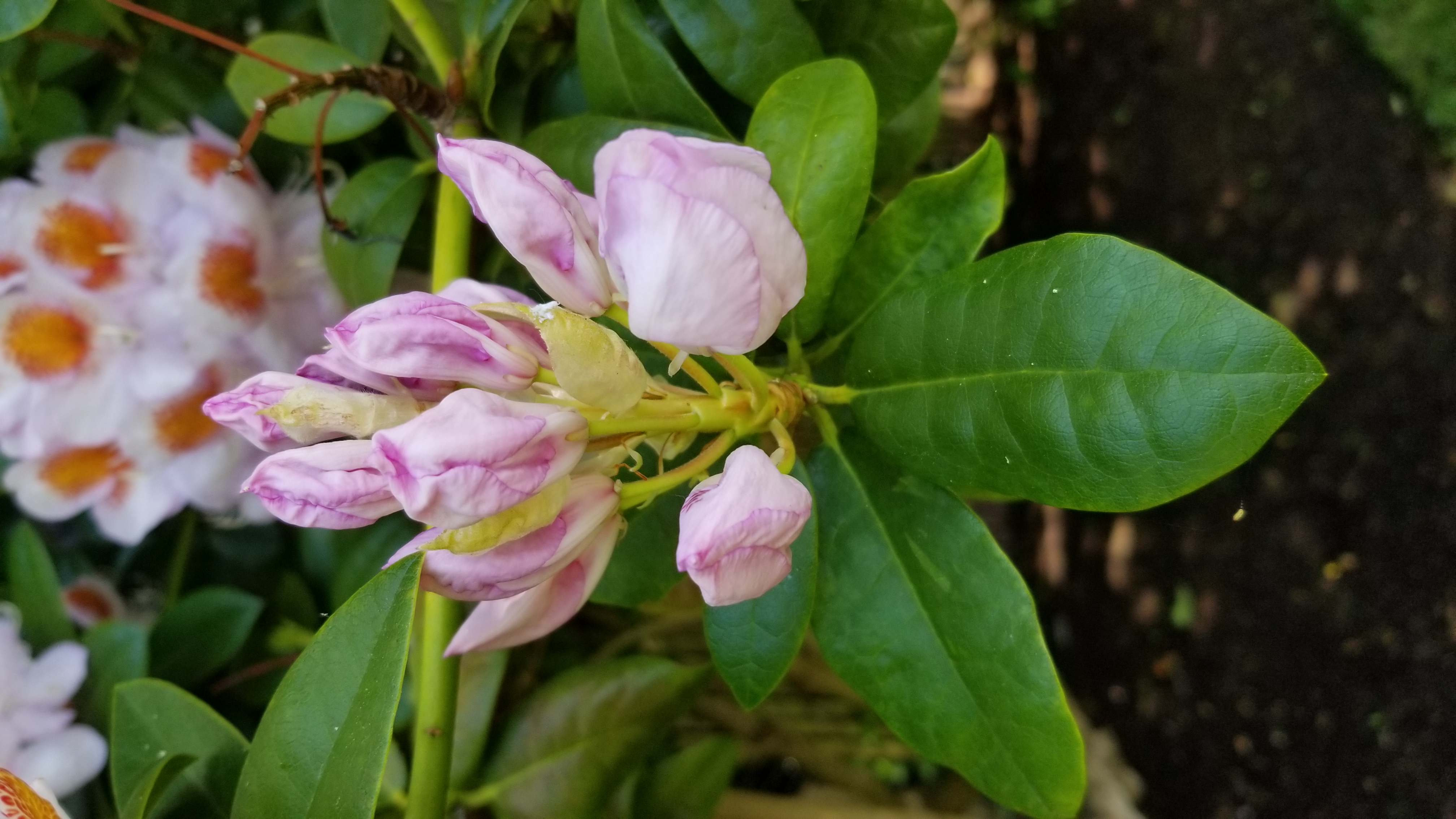 Rhododendron Mrs T H Lowinsky photo