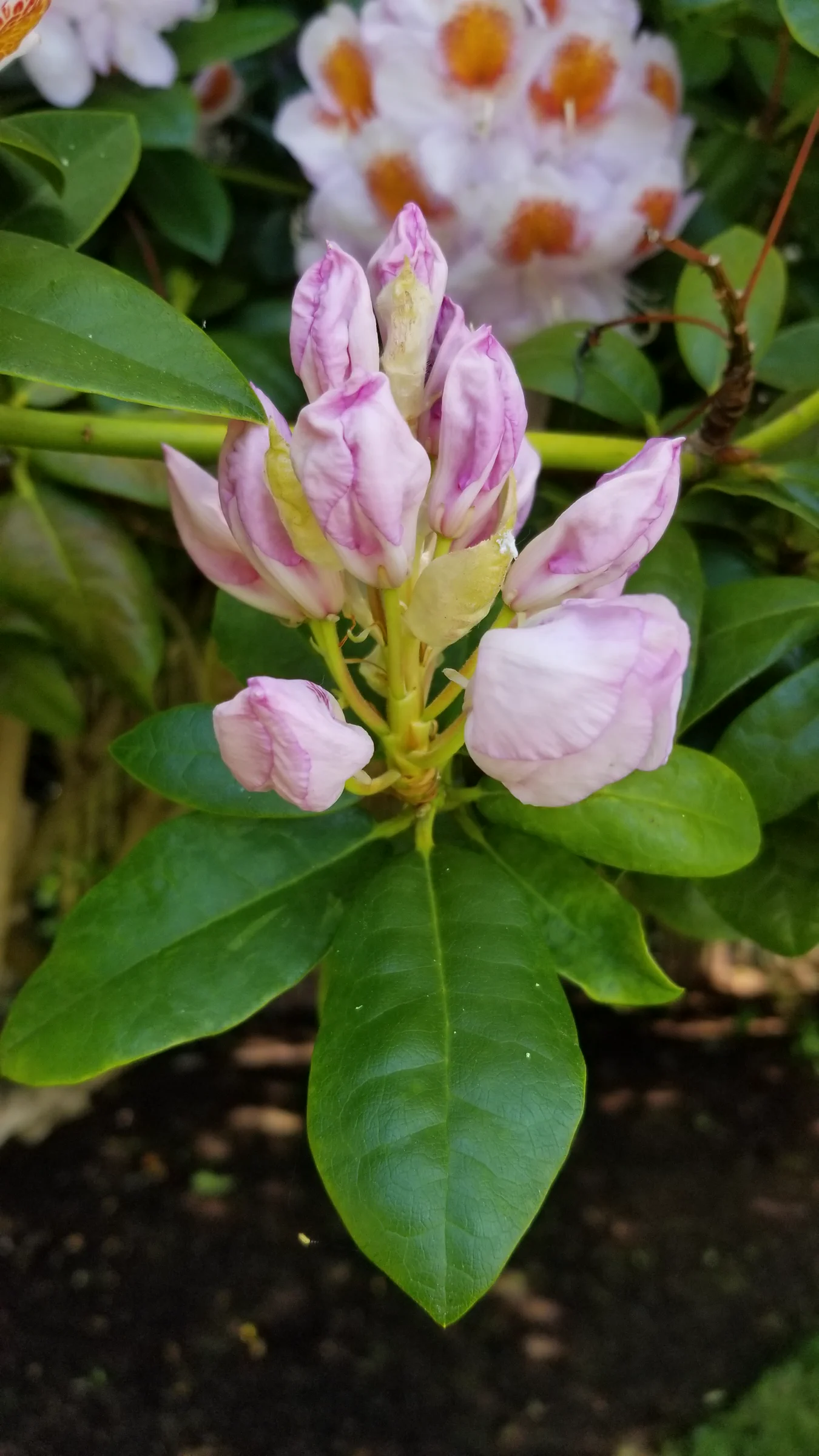 R. 'Mrs T H Lowinsky' photo of R. 'Mrs T H Lowinsky'. R. 'Mrs T H Lowinsky' flowers starting to open.. Location: Private Garden, Normandy Park, WA, USA. Photo by: Thatrhodylady