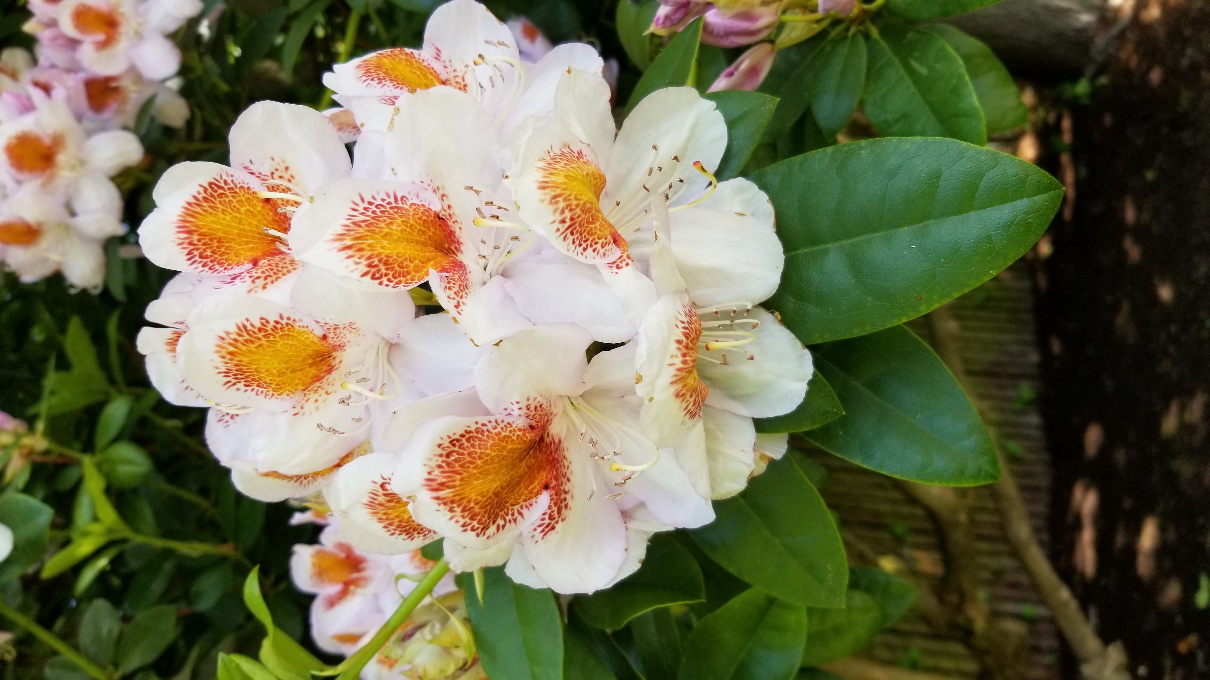 Rhododendron Mrs T H Lowinsky photo