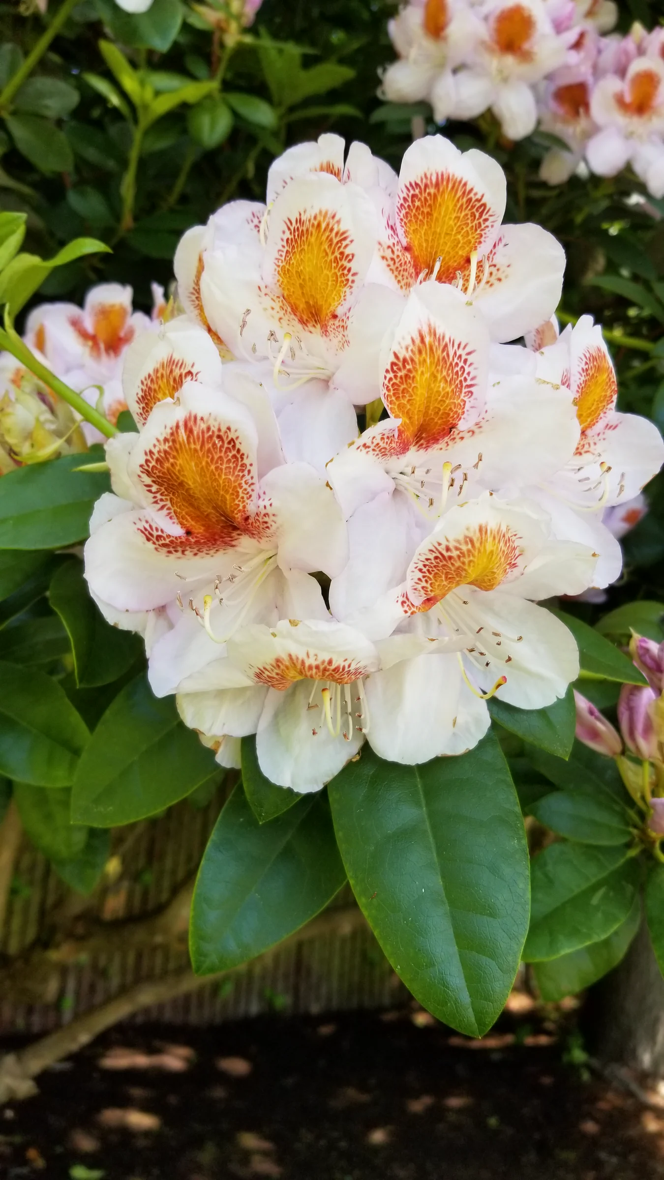 R. 'Mrs T H Lowinsky' photo of R. 'Mrs T H Lowinsky'. R. 'Mrs T H Lowinsky' flower truss.. Location: Private Garden, Normandy Park, WA, USA. Photo by: Thatrhodylady
