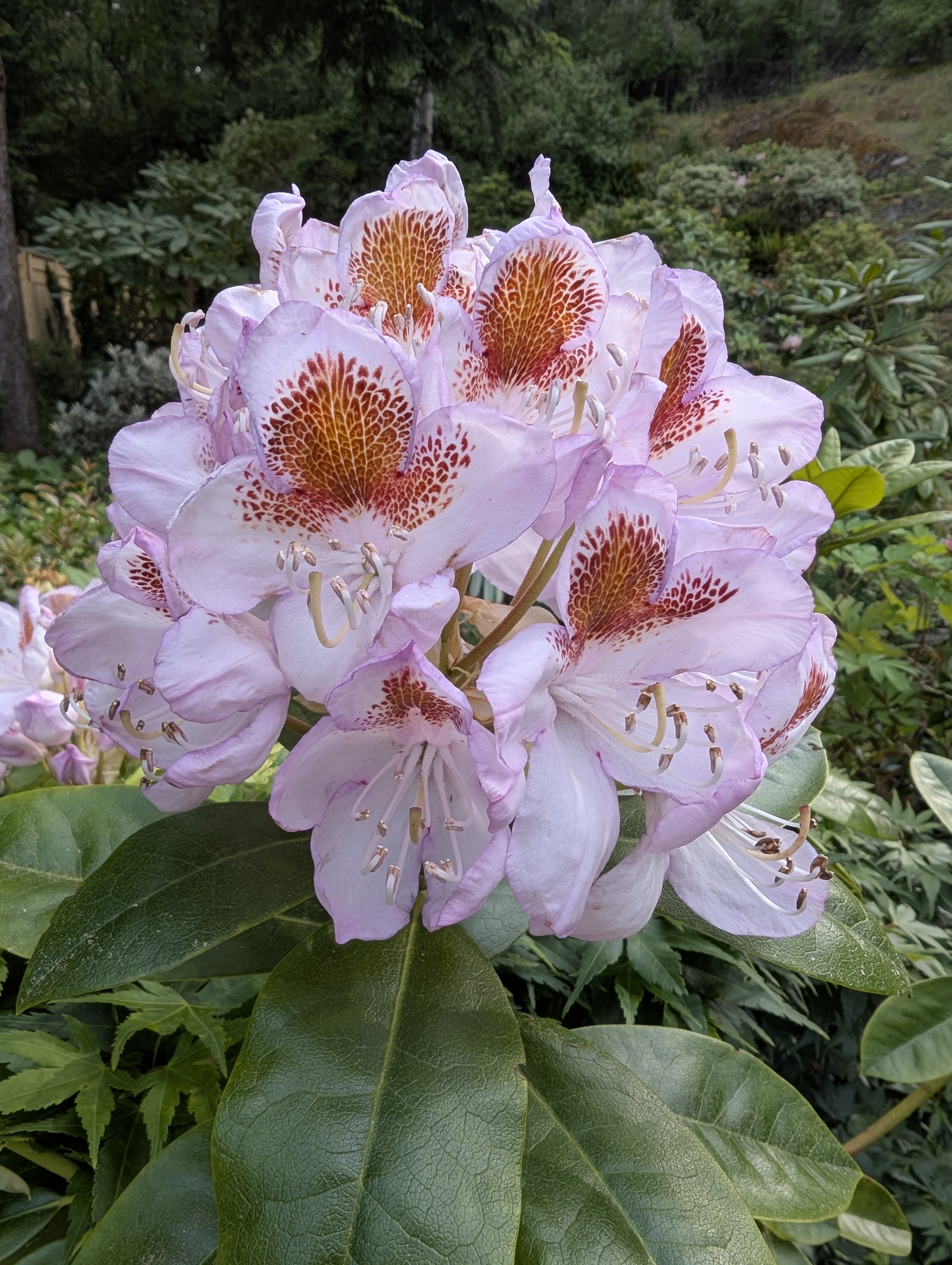 Rhododendron Mrs T H Lowinsky photo